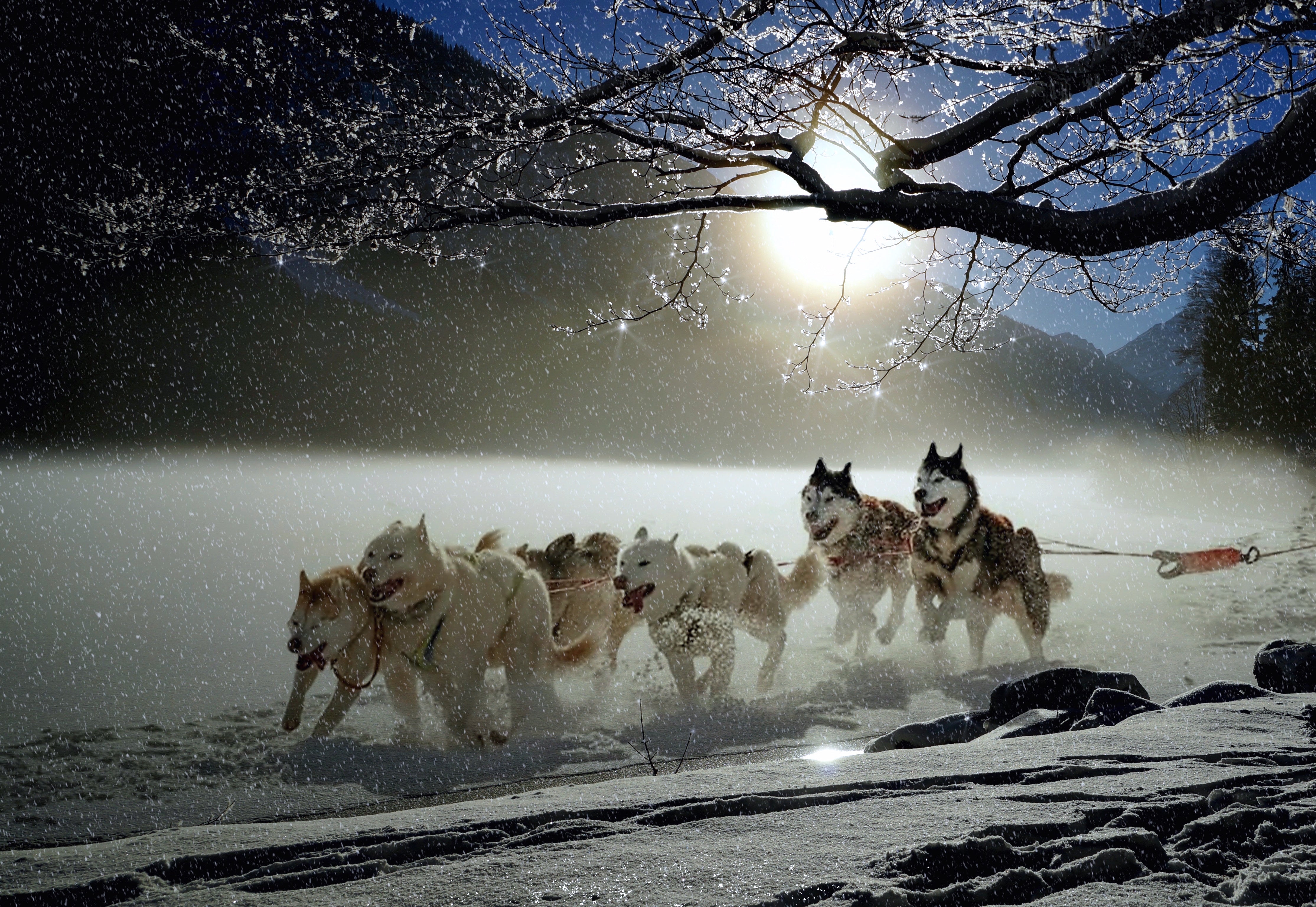 Tiere - Haustiere / Hundewelpen
