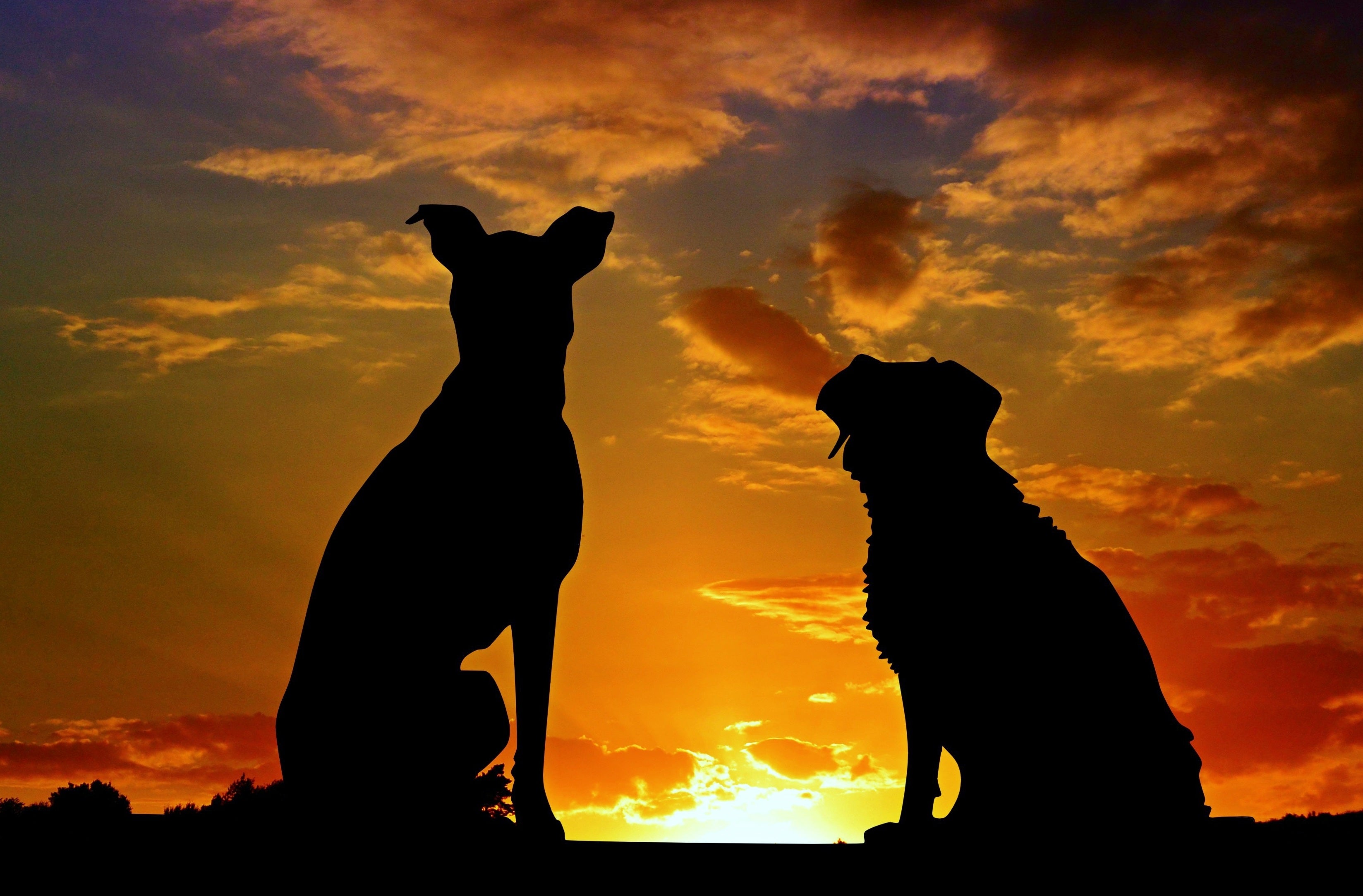 Tiere - Haustiere / Hundewelpen