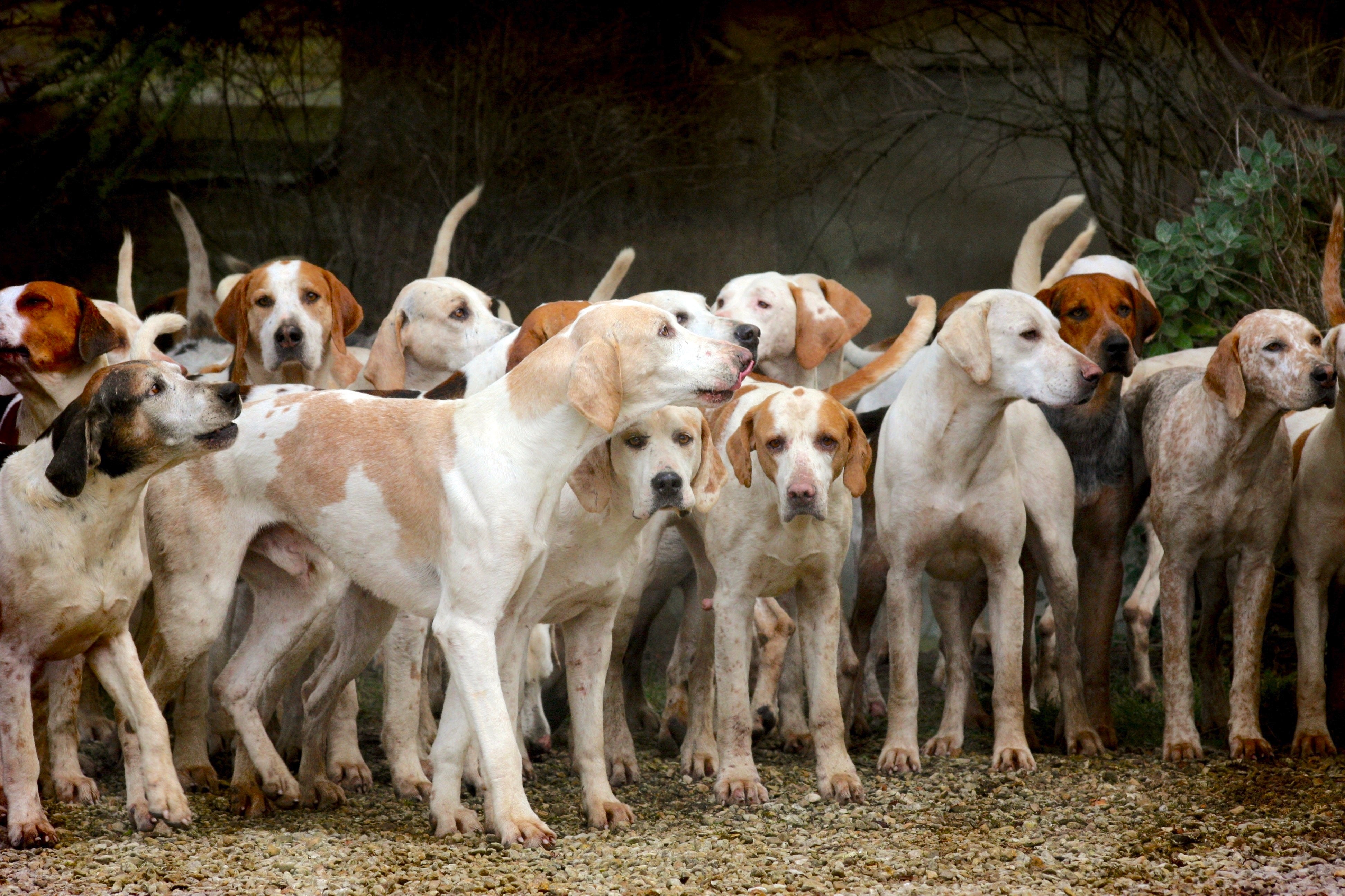Tiere - Haustiere / Hundewelpen