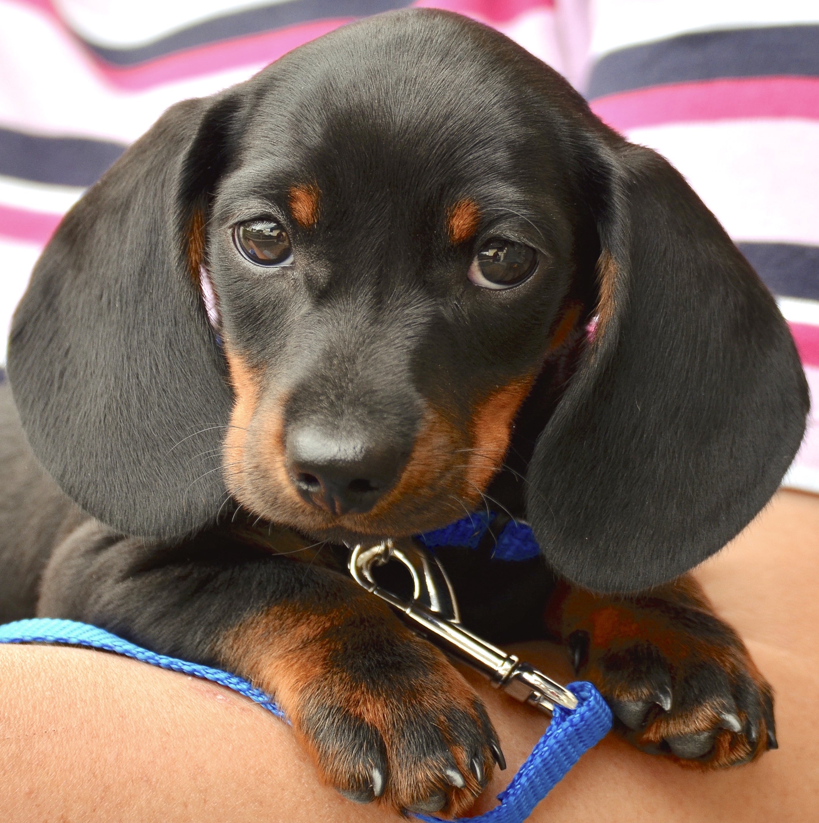 Tiere - Haustiere / Hundewelpen