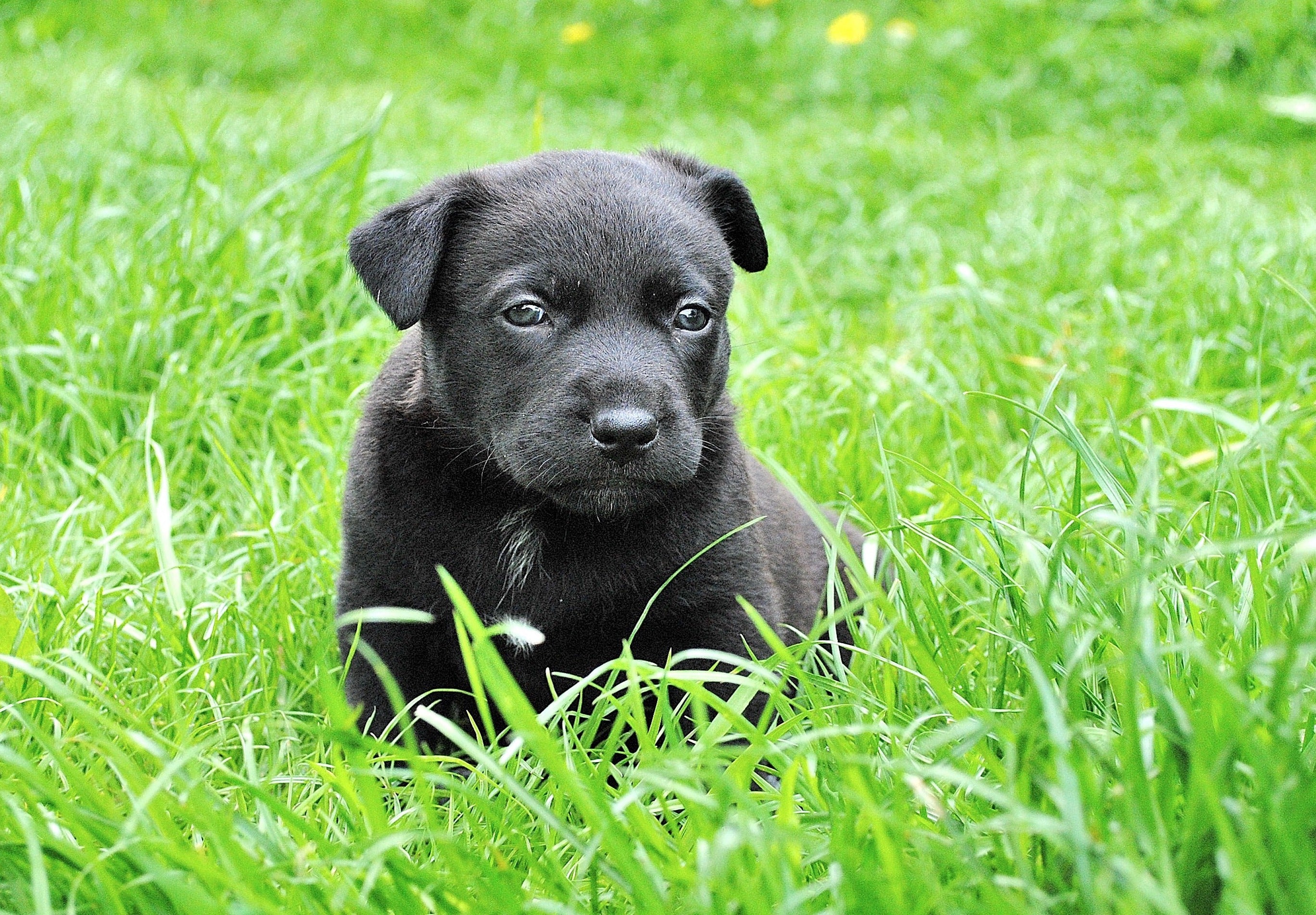 Tiere - Haustiere / Hundewelpen