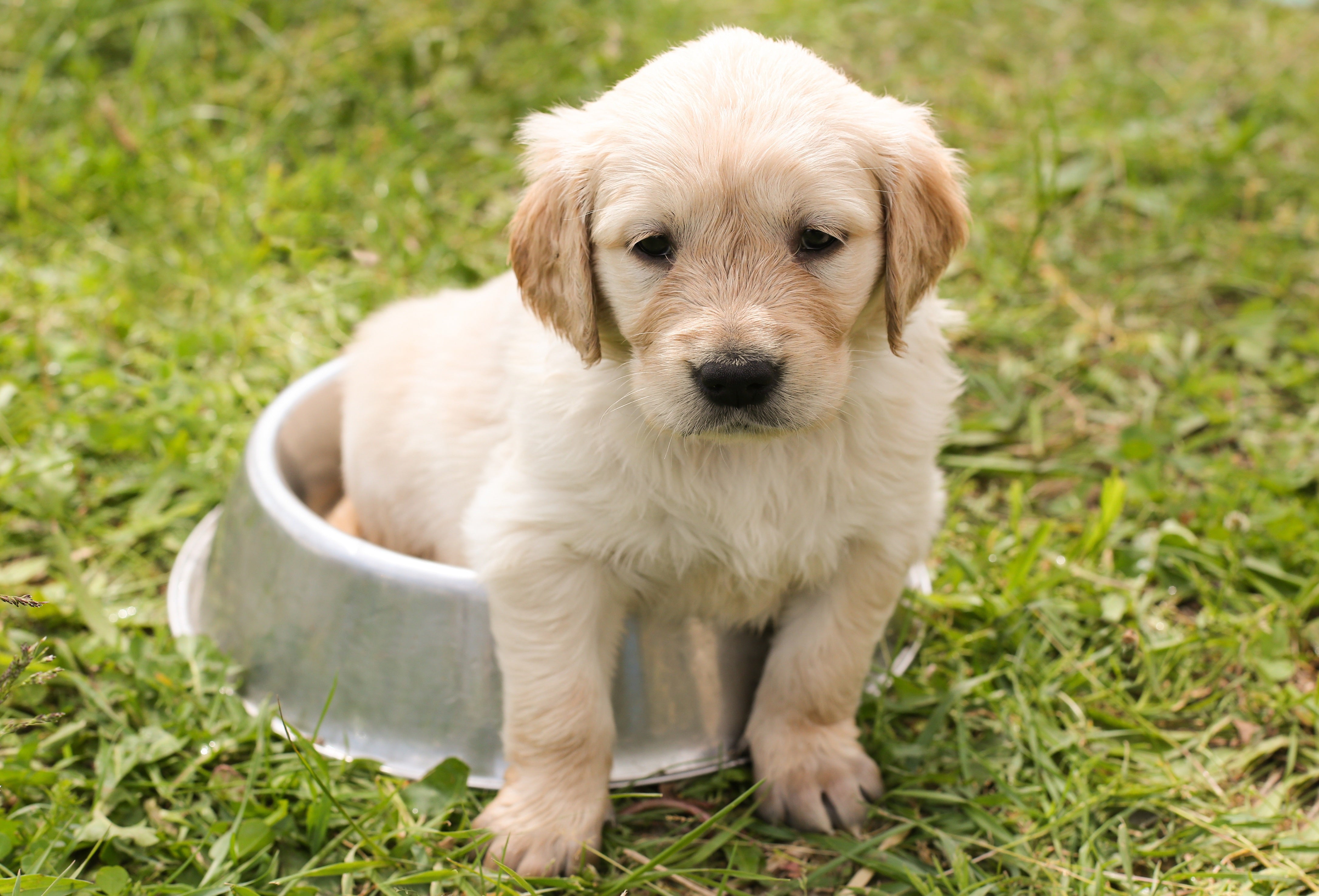 Tiere - Haustiere / Hundewelpen