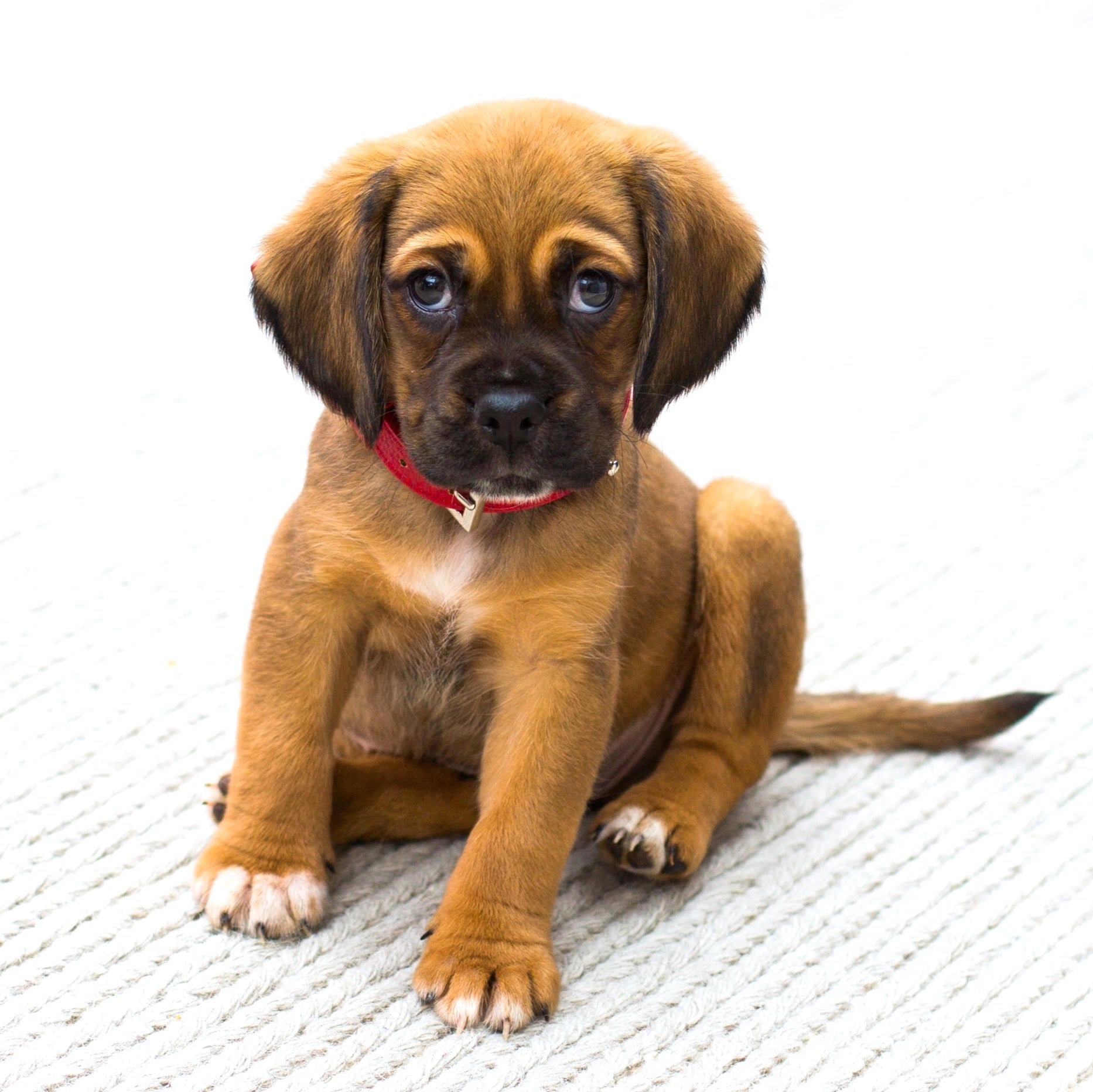 Tiere - Haustiere / Hundewelpen