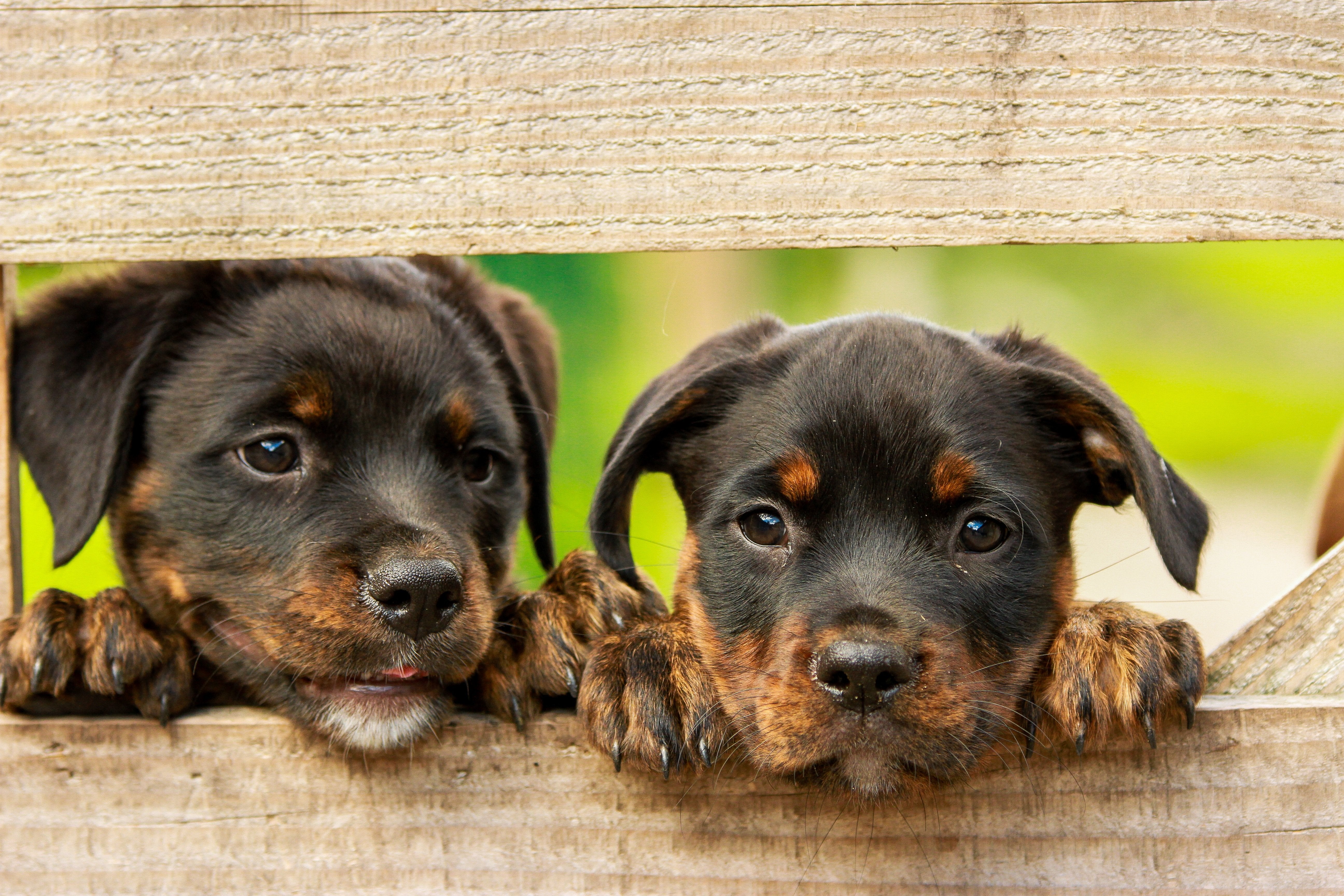 Tiere - Haustiere / Hundewelpen