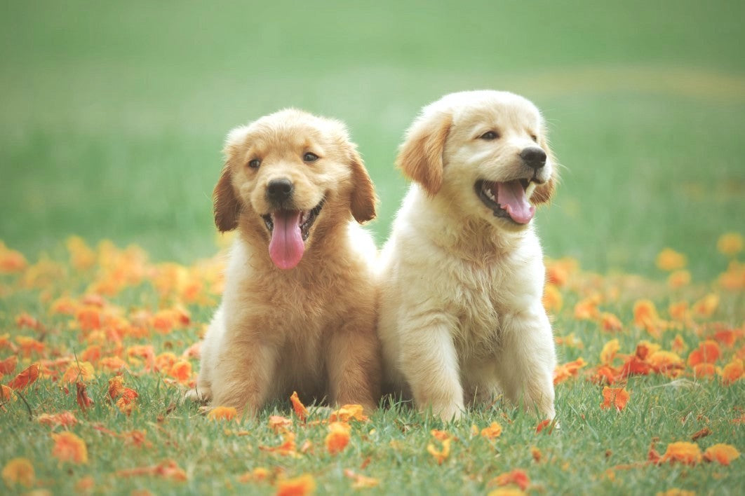 Tiere - Haustiere / Hundewelpen