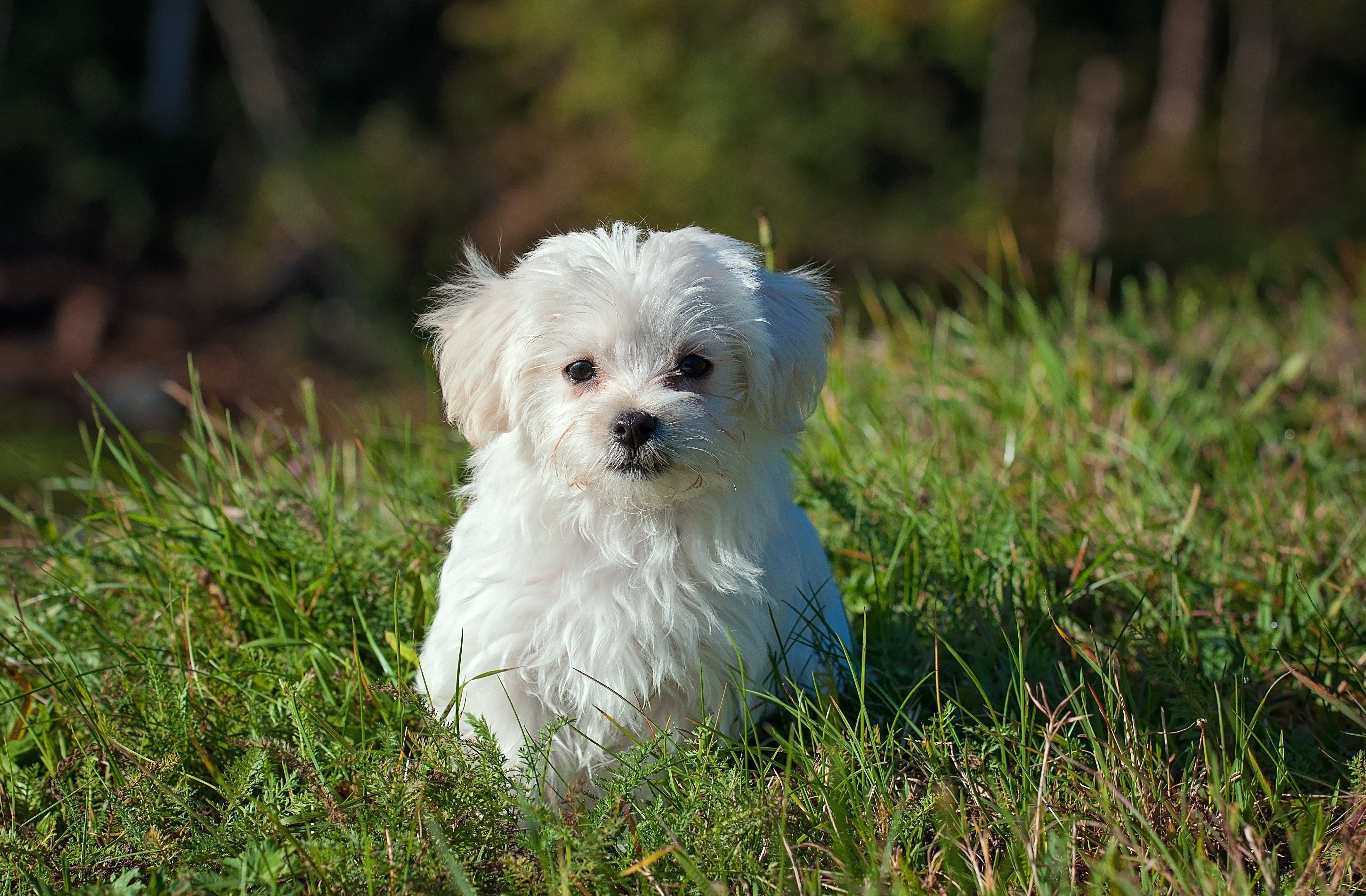 Tiere - Haustiere / Hundewelpen