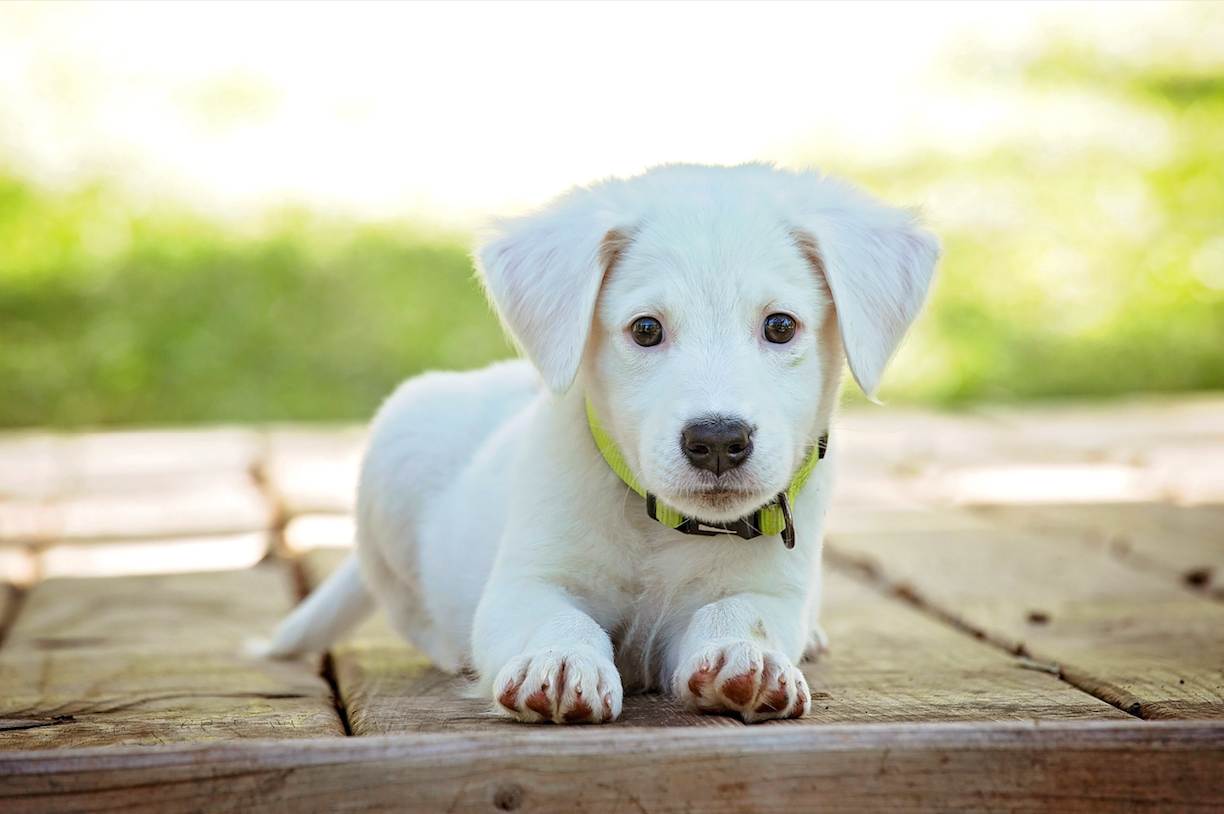 Tiere - Haustiere / Hundewelpen