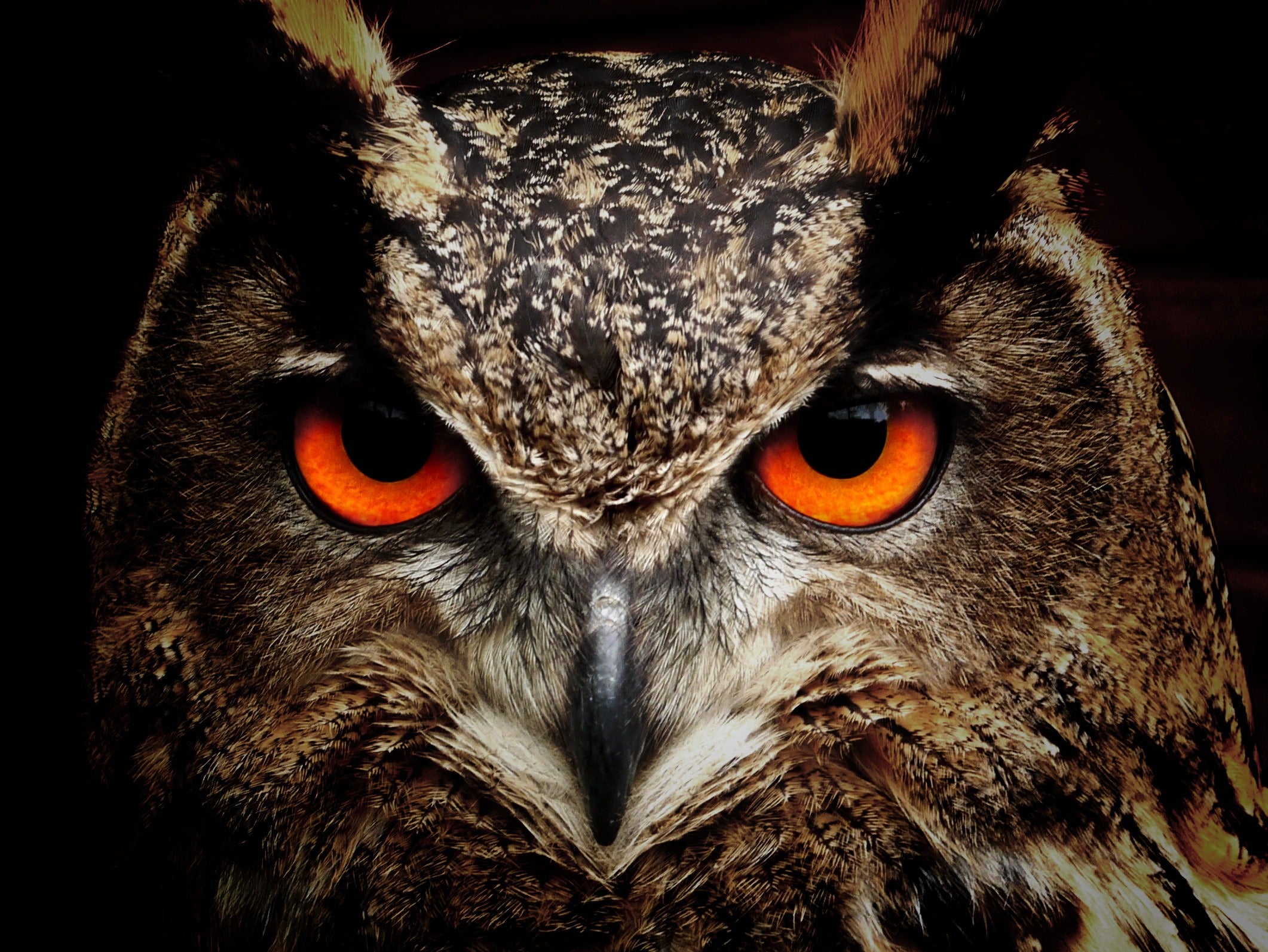 animals - flying /birds-owl
