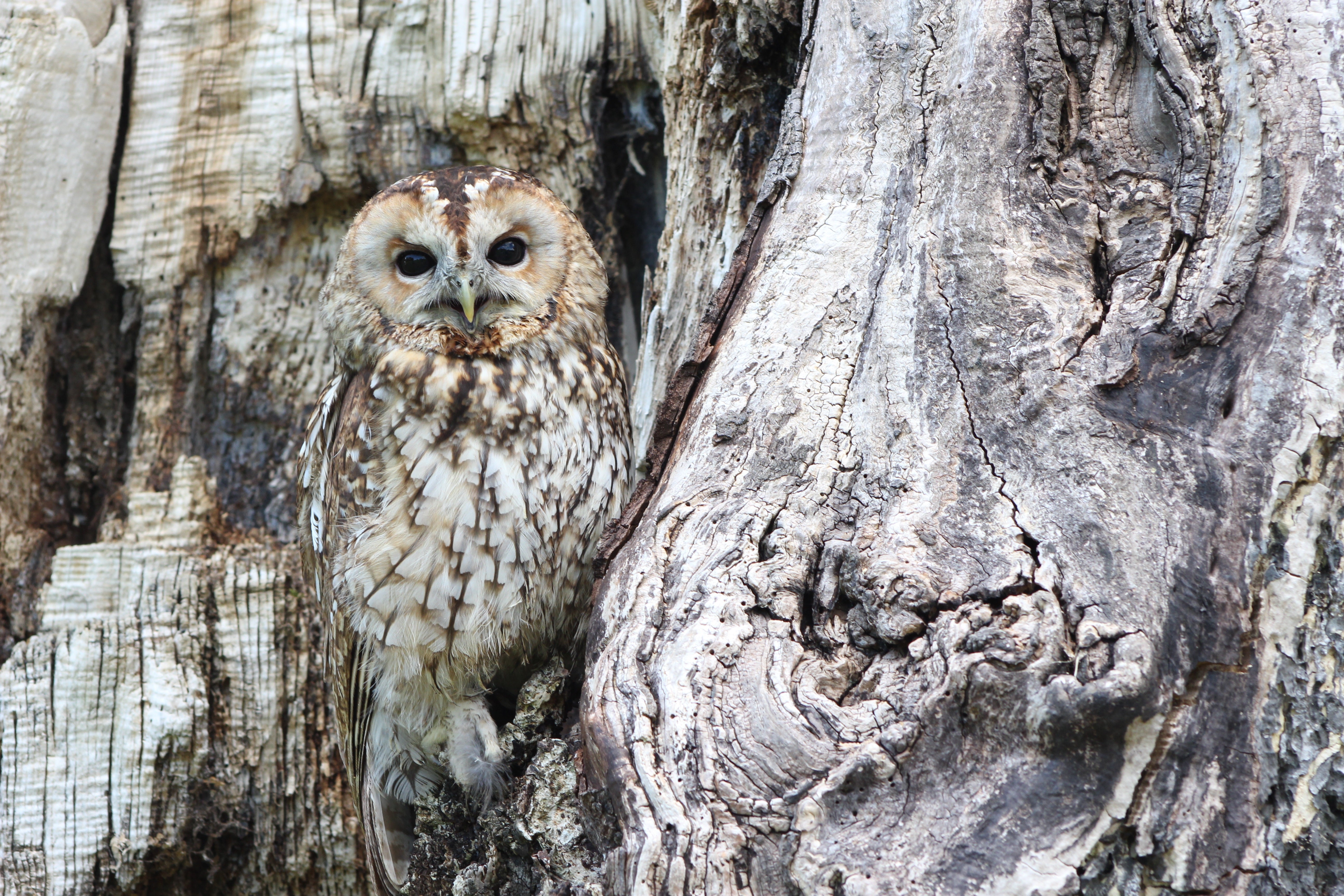 animals - flying / owl birds
