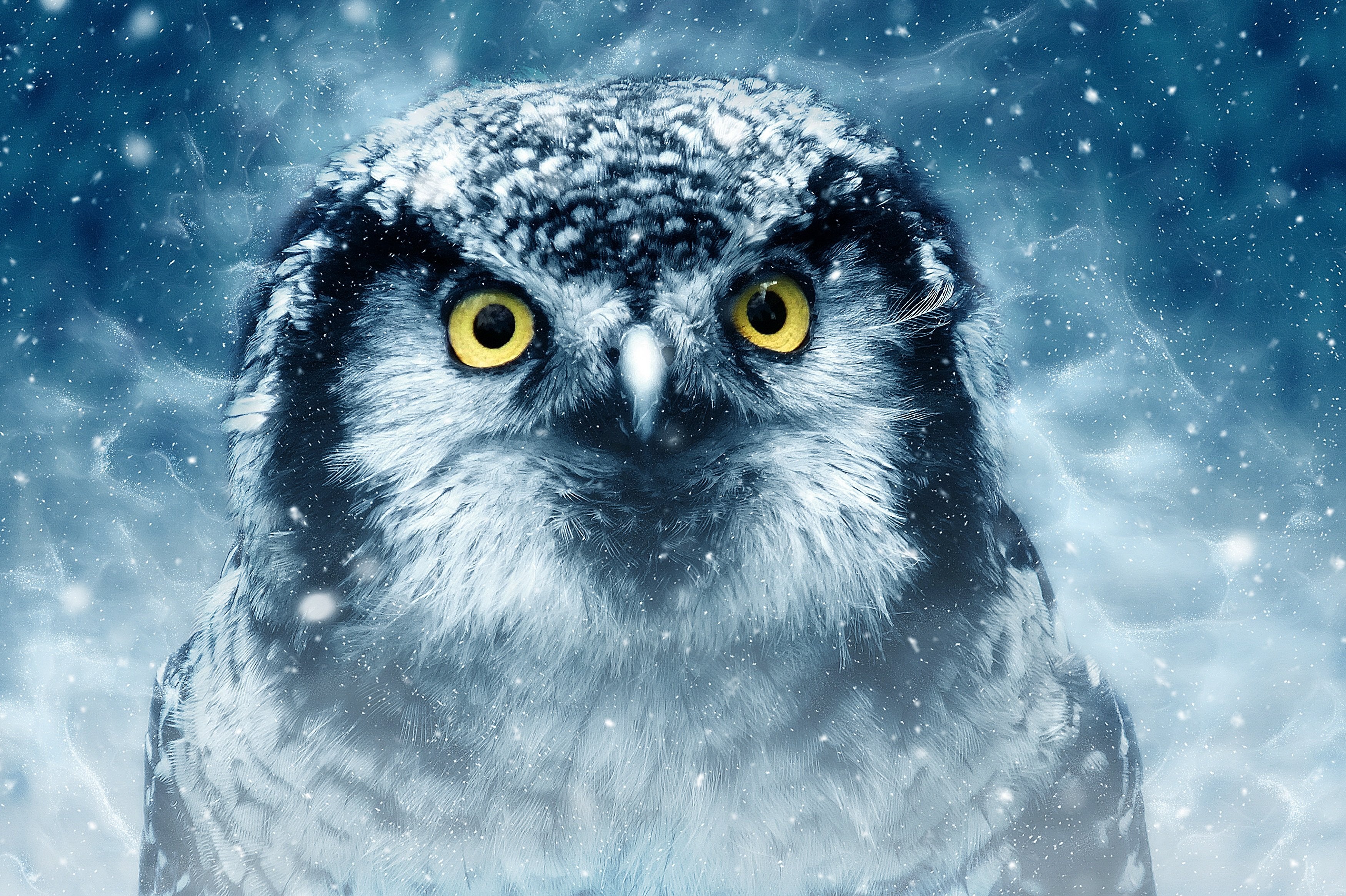 animals - flying / owl birds