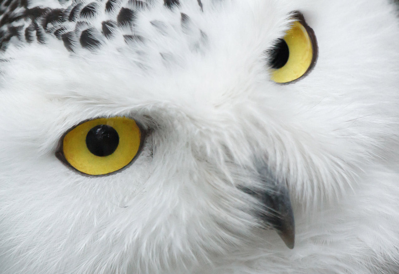 animals - flying / owl birds