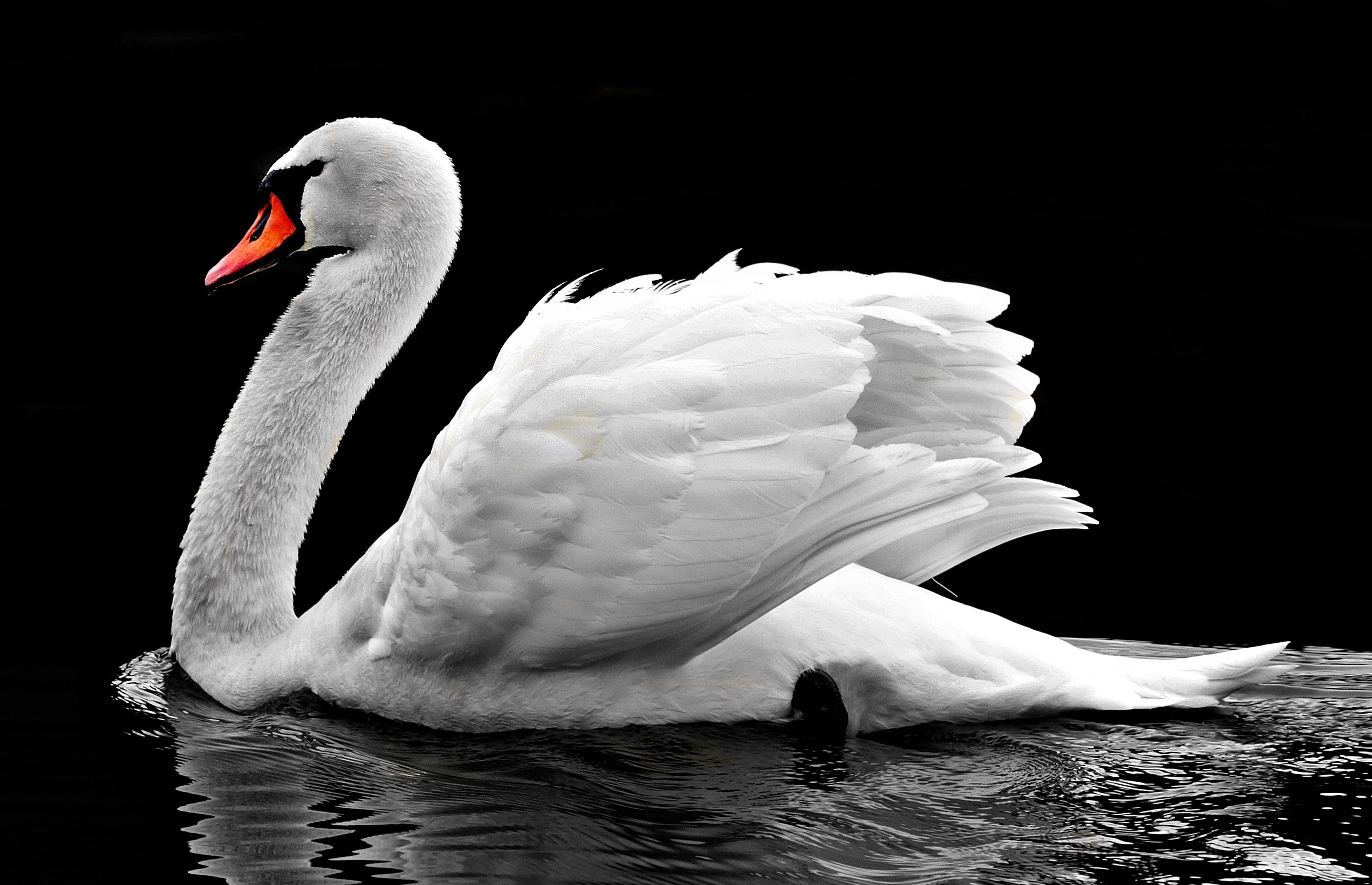 animals - flying / swan birds