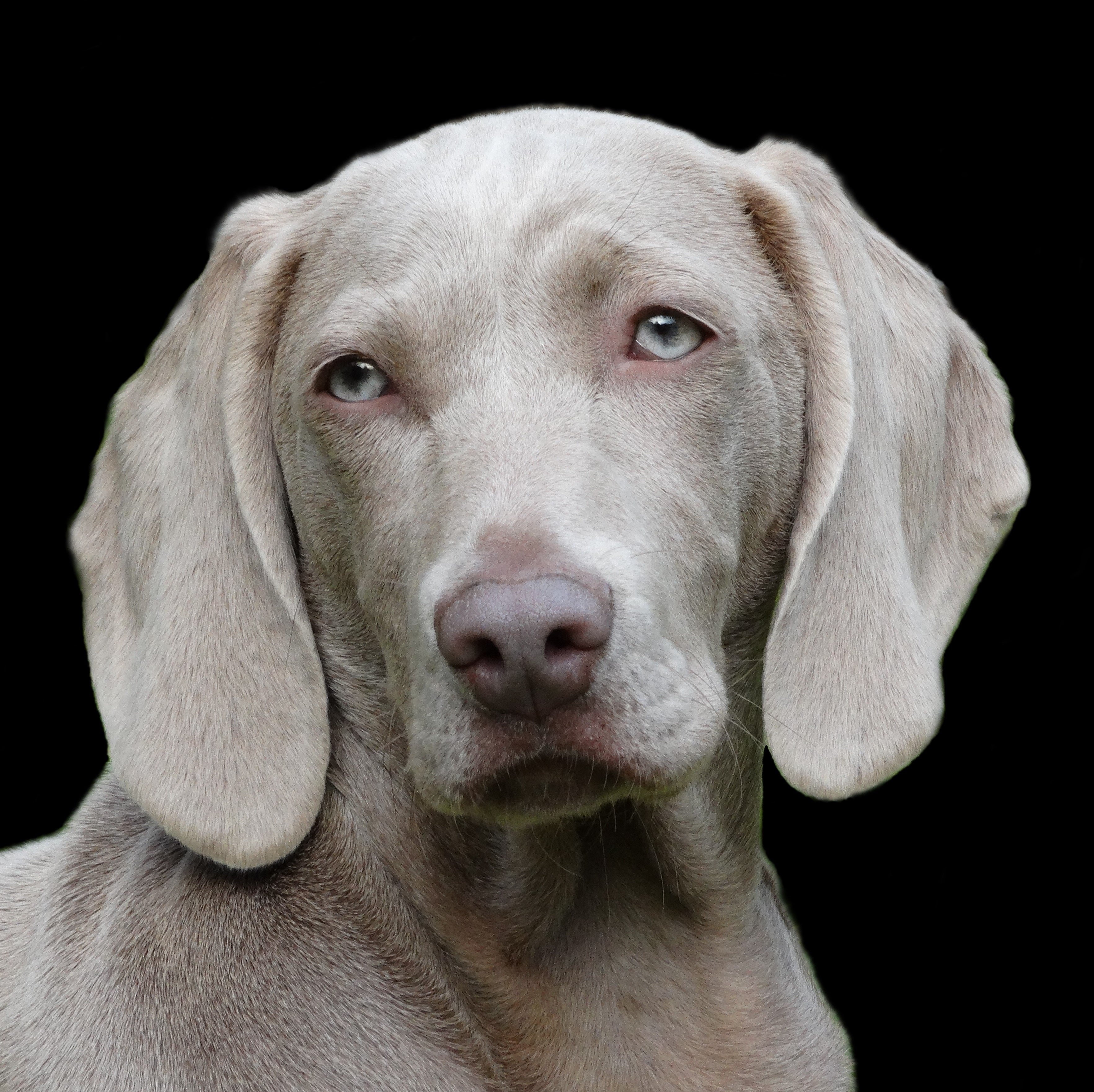 Tiere - Haustiere / Hundewelpen