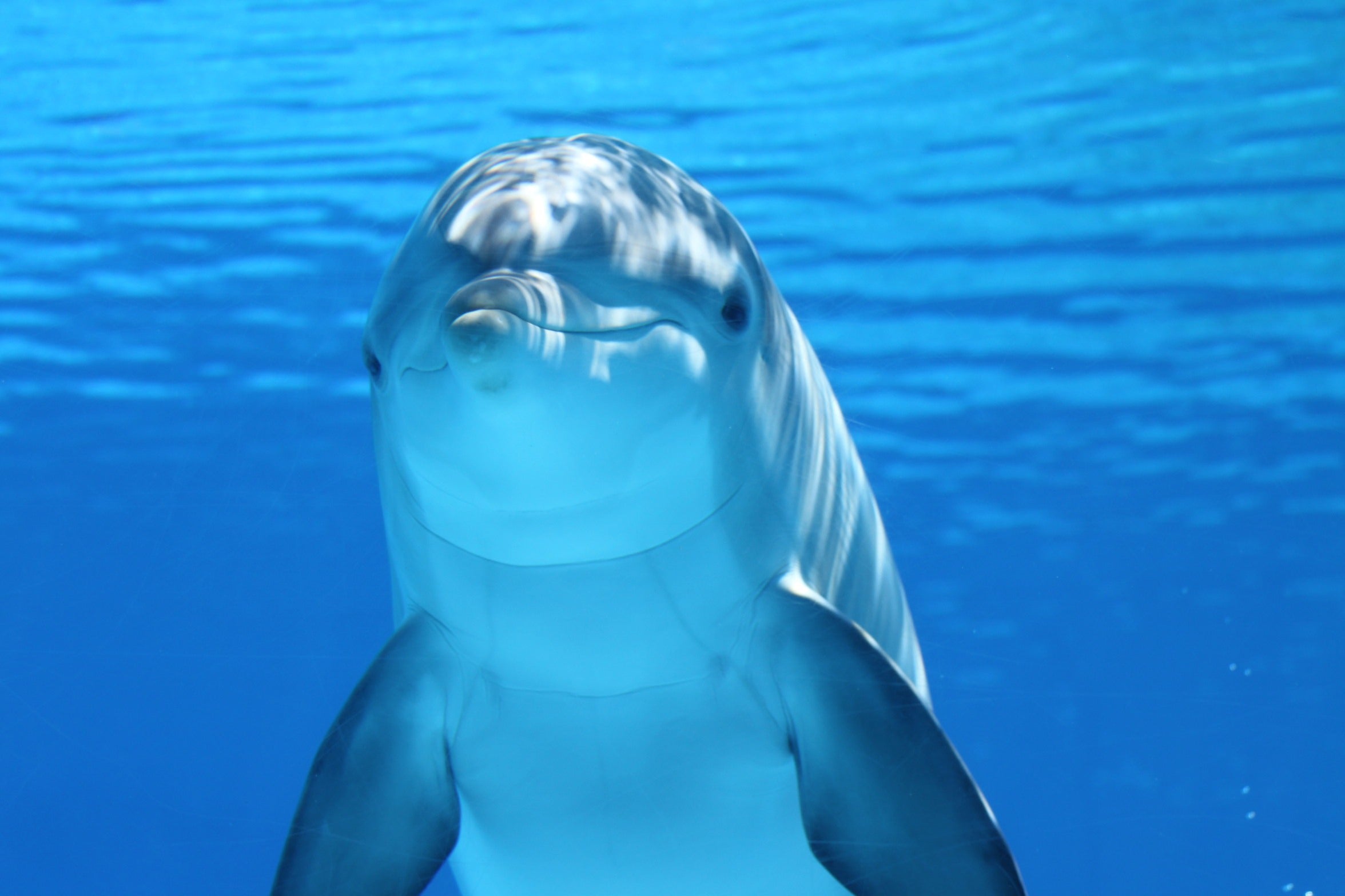 animals - marine / dolphin