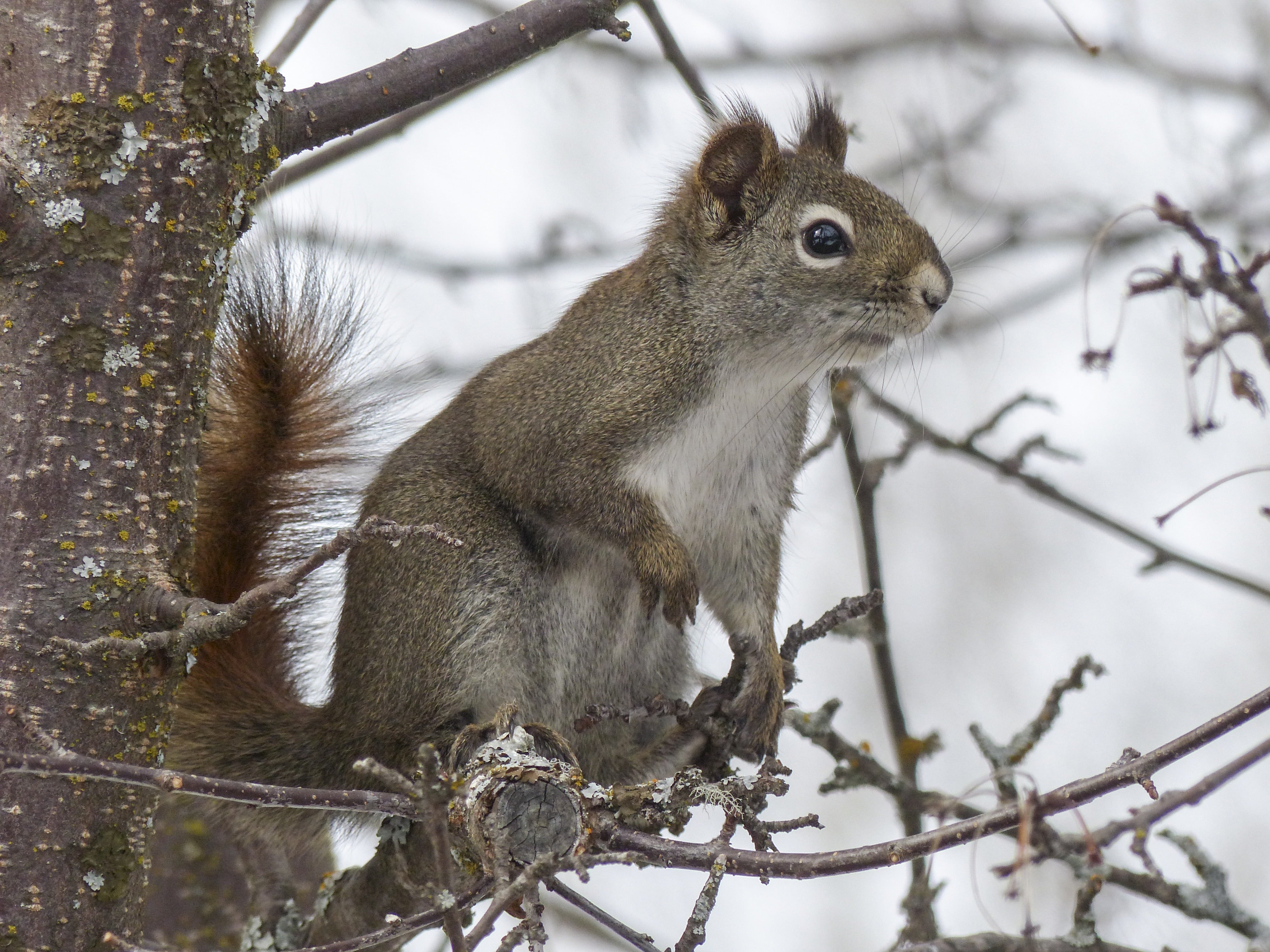 animals - wild / squirrels