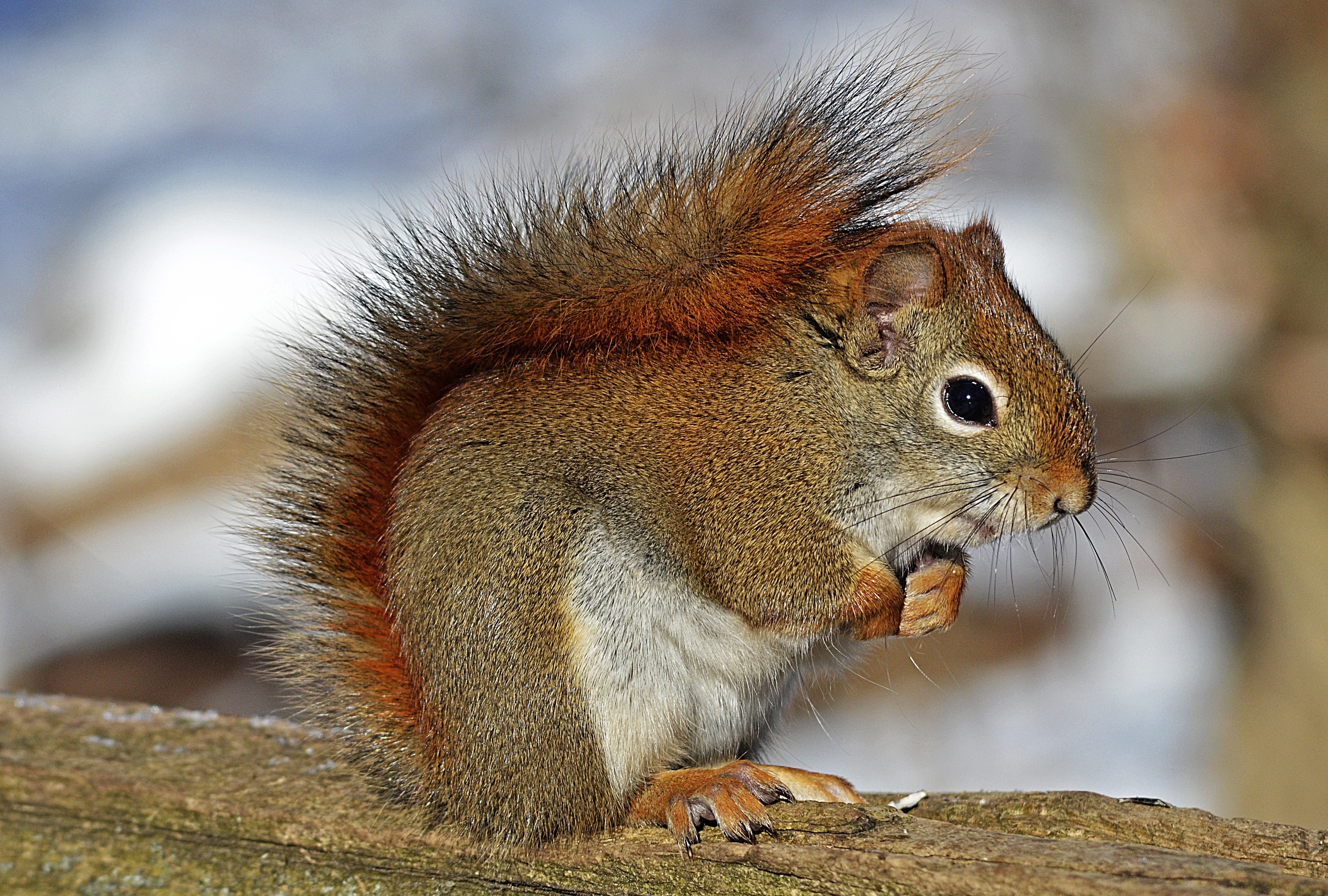 animals - wild / squirrels