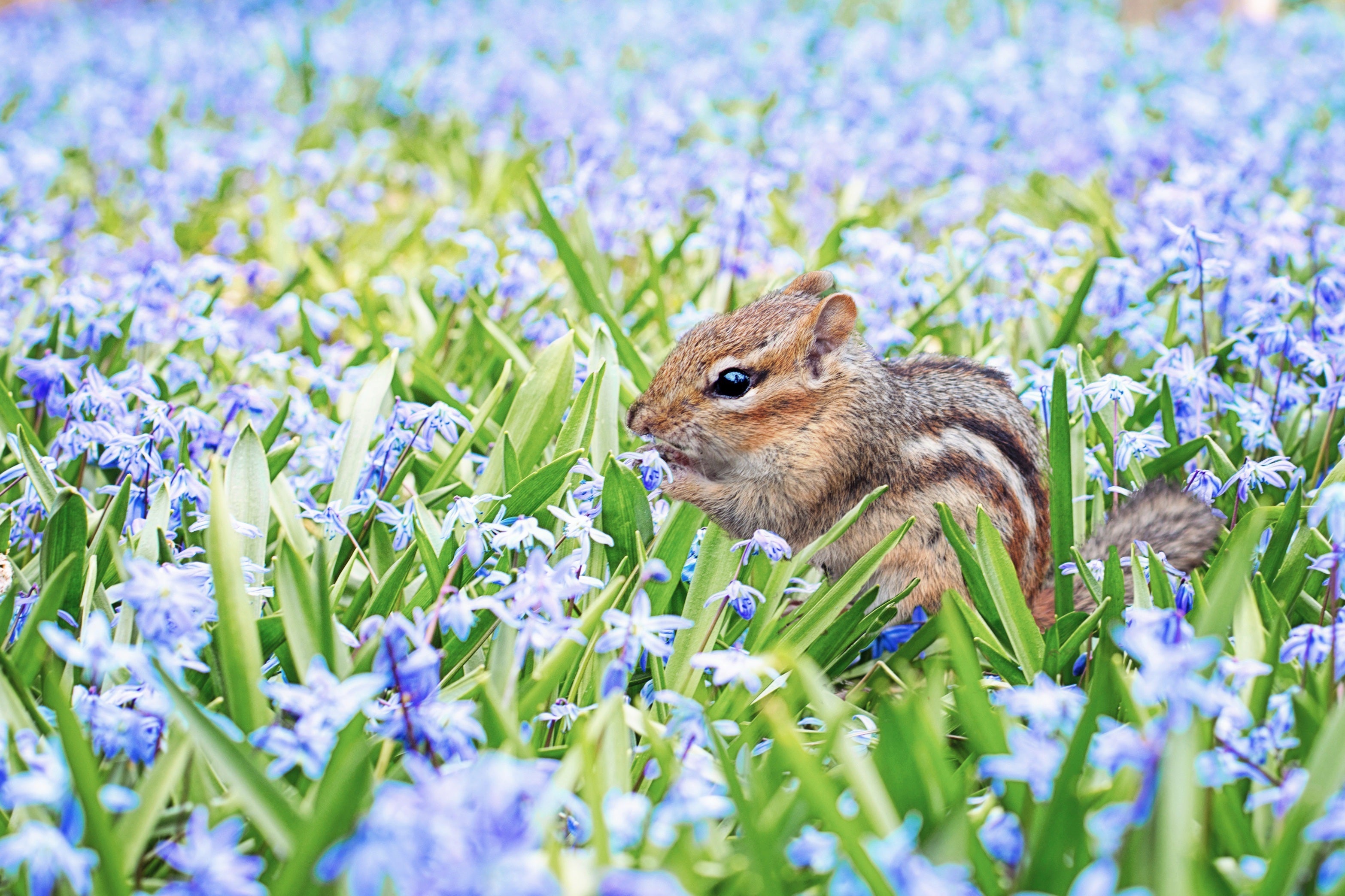 animals - wild / squirrels