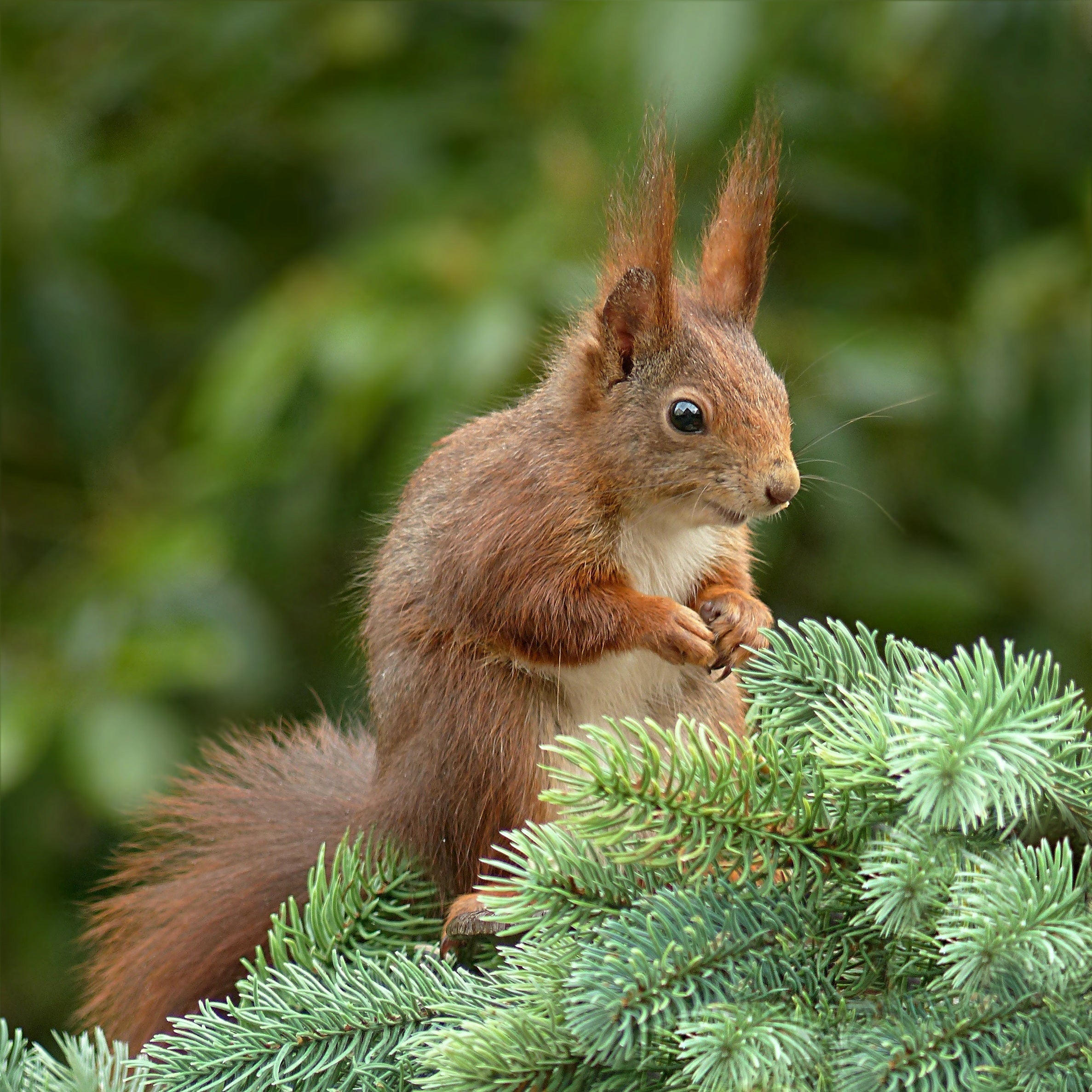 animals - wild / squirrels