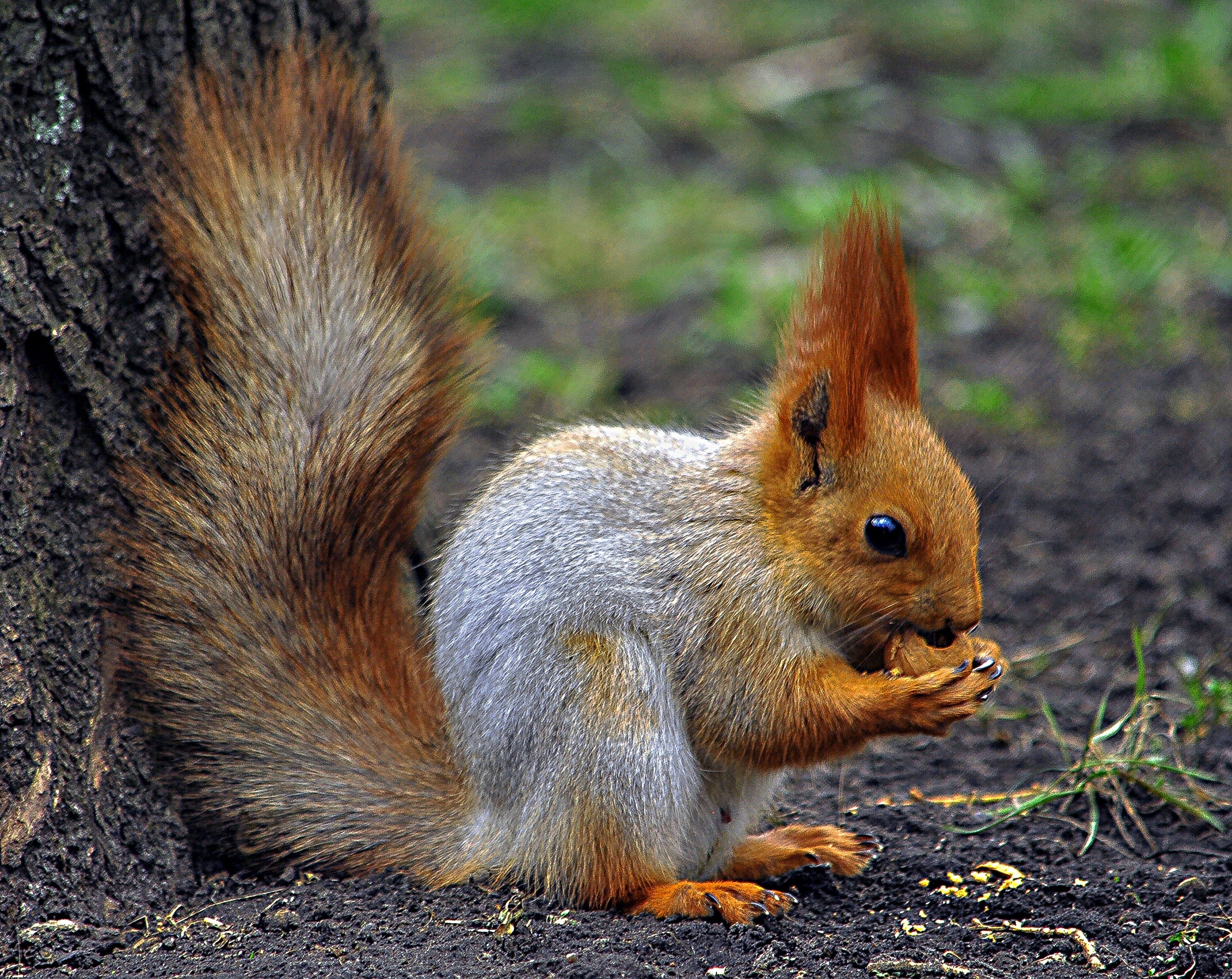 animals - wild / squirrels