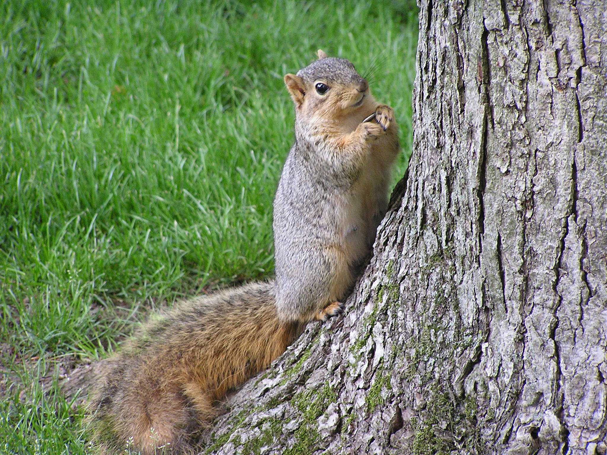 animals - wild / squirrels