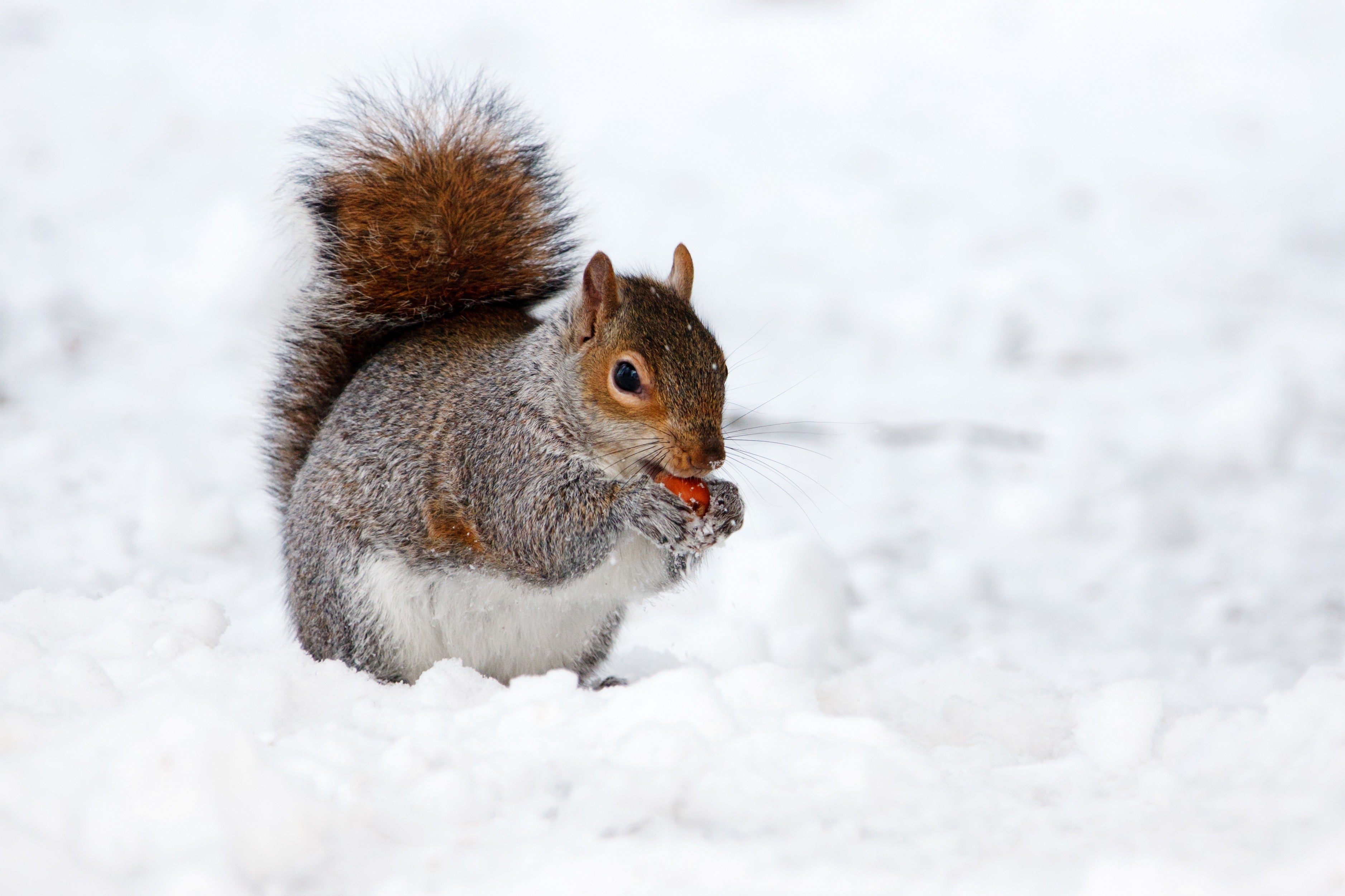 animals - wild / squirrels