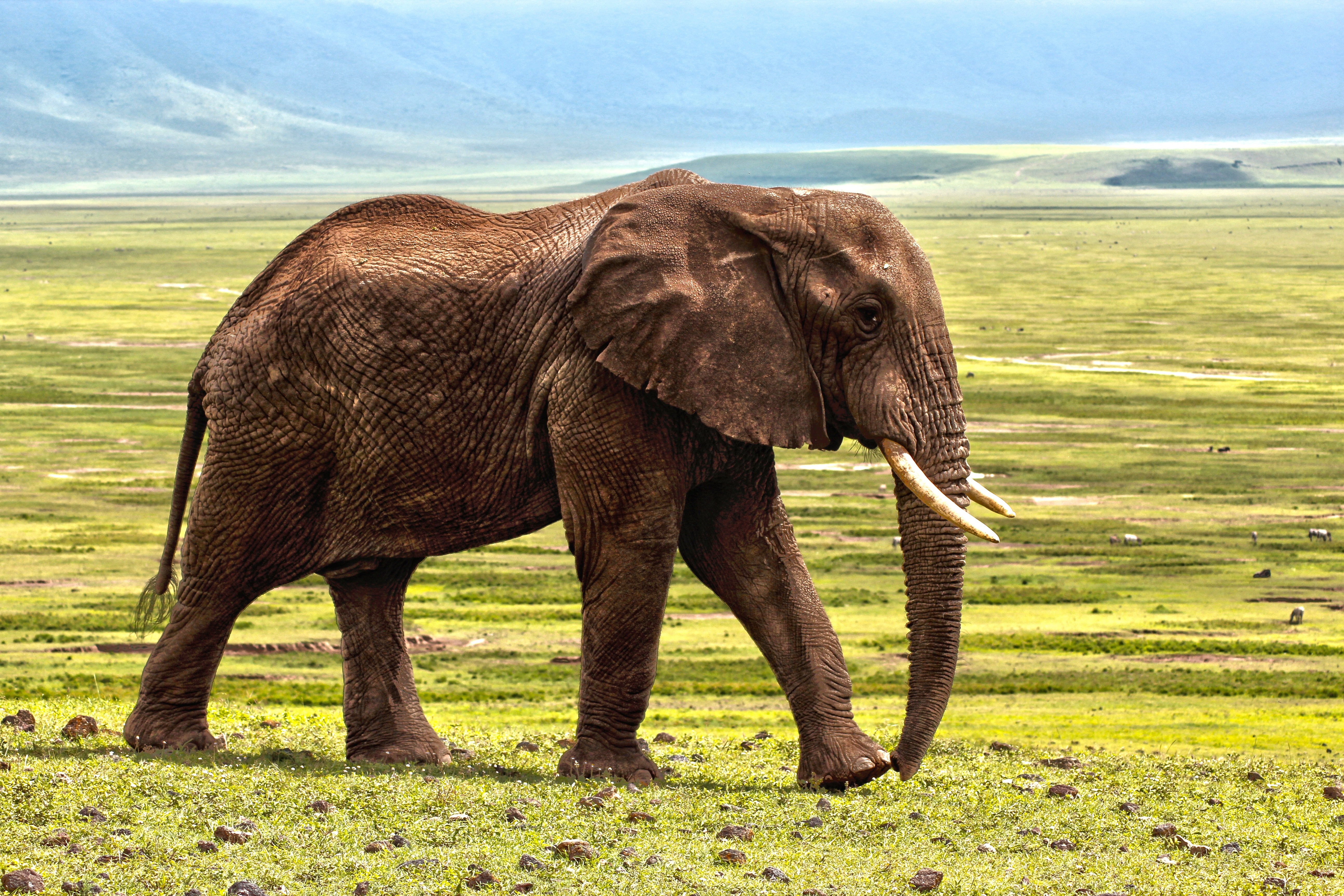 animals - wild / elephants