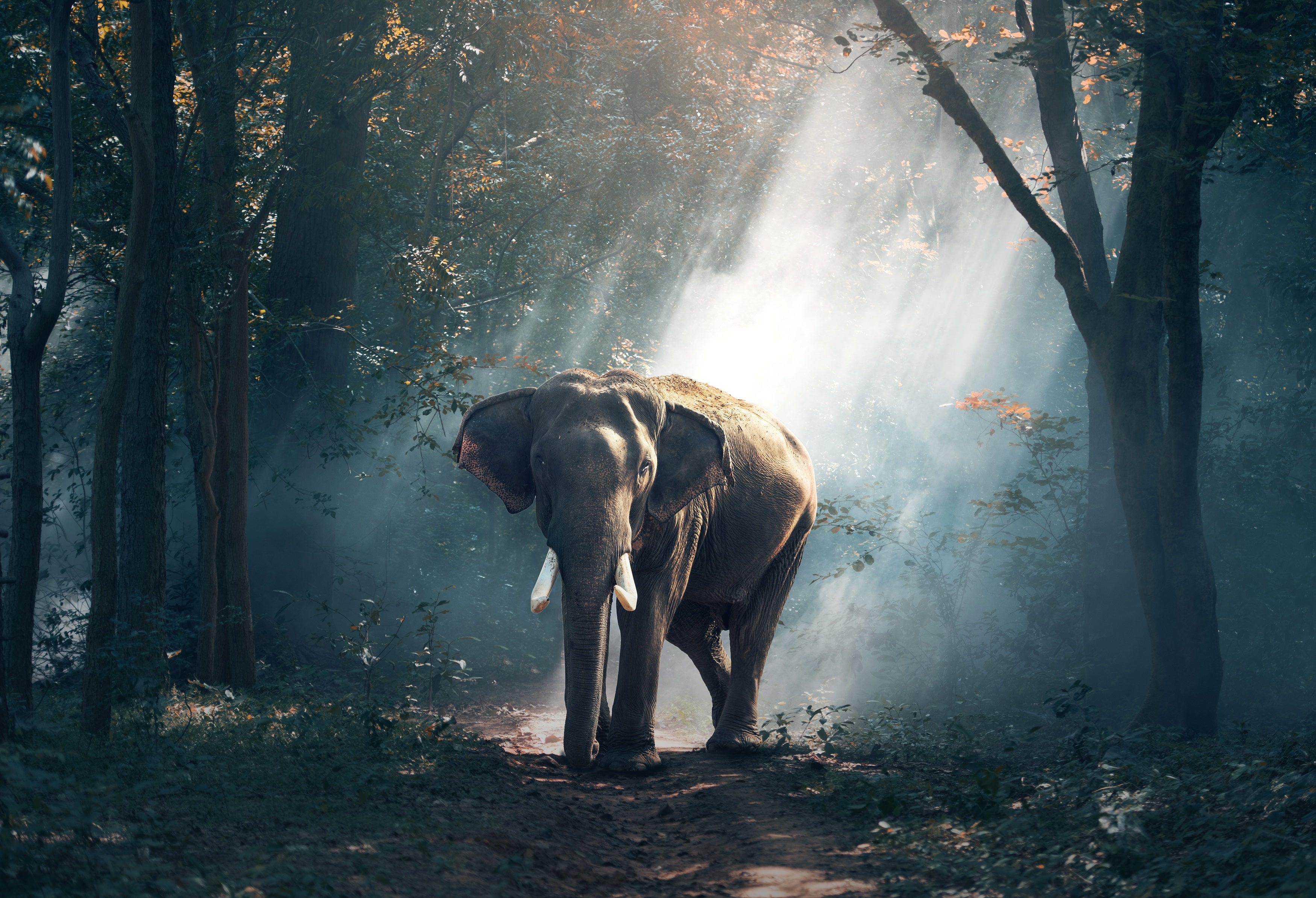 animals - wild / elephants