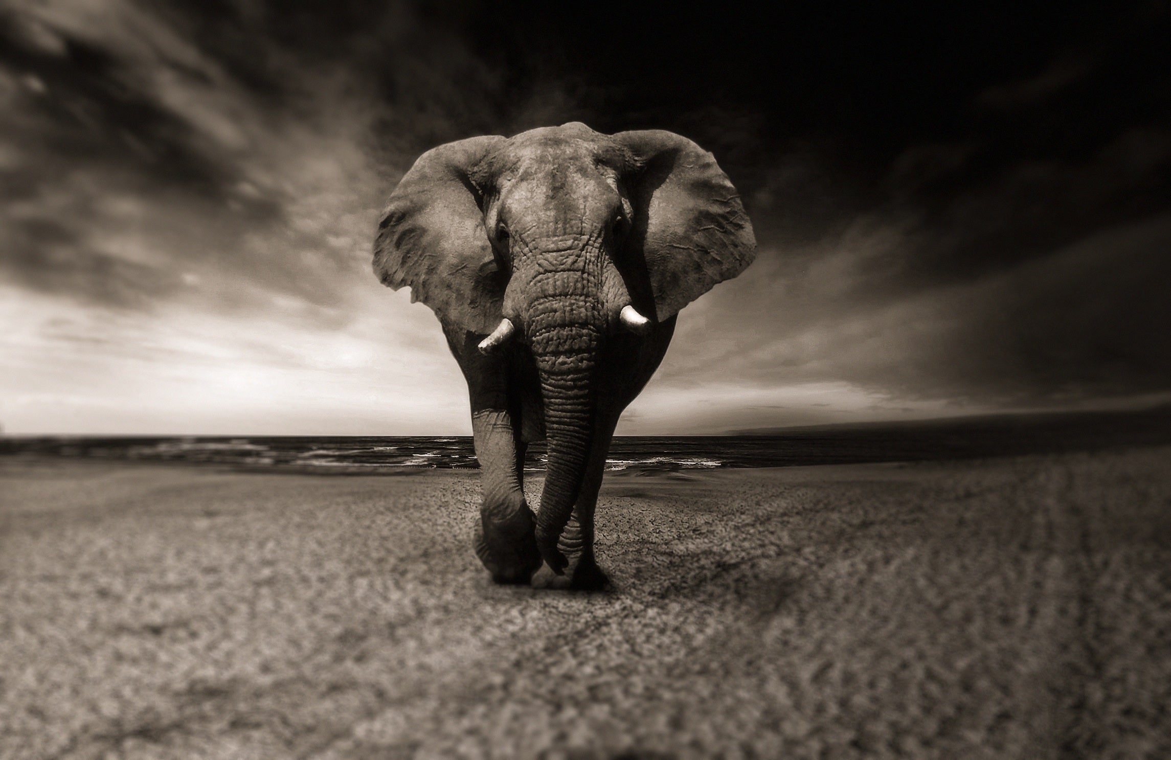 animals - wild / elephants