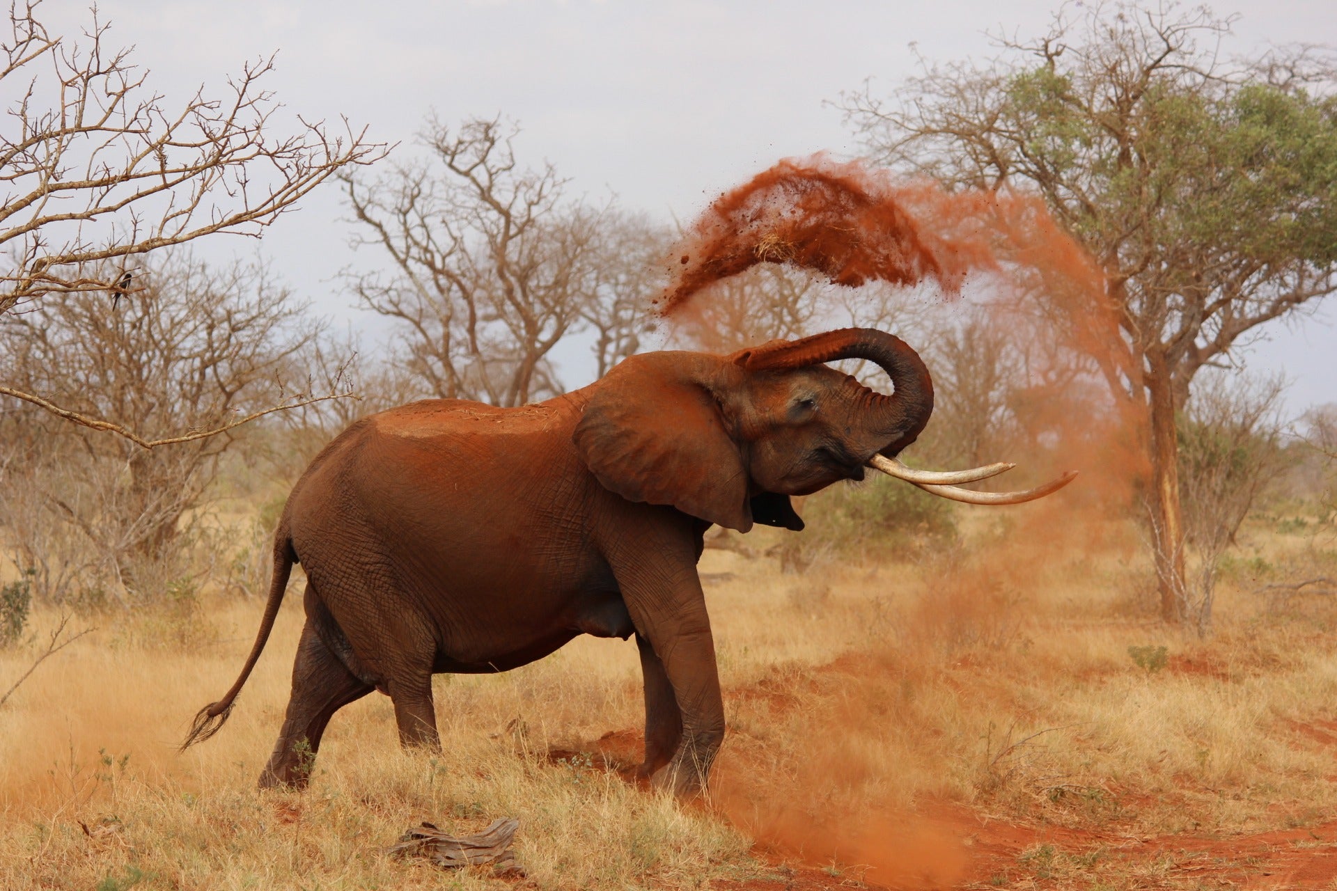 animals - wild / elephants
