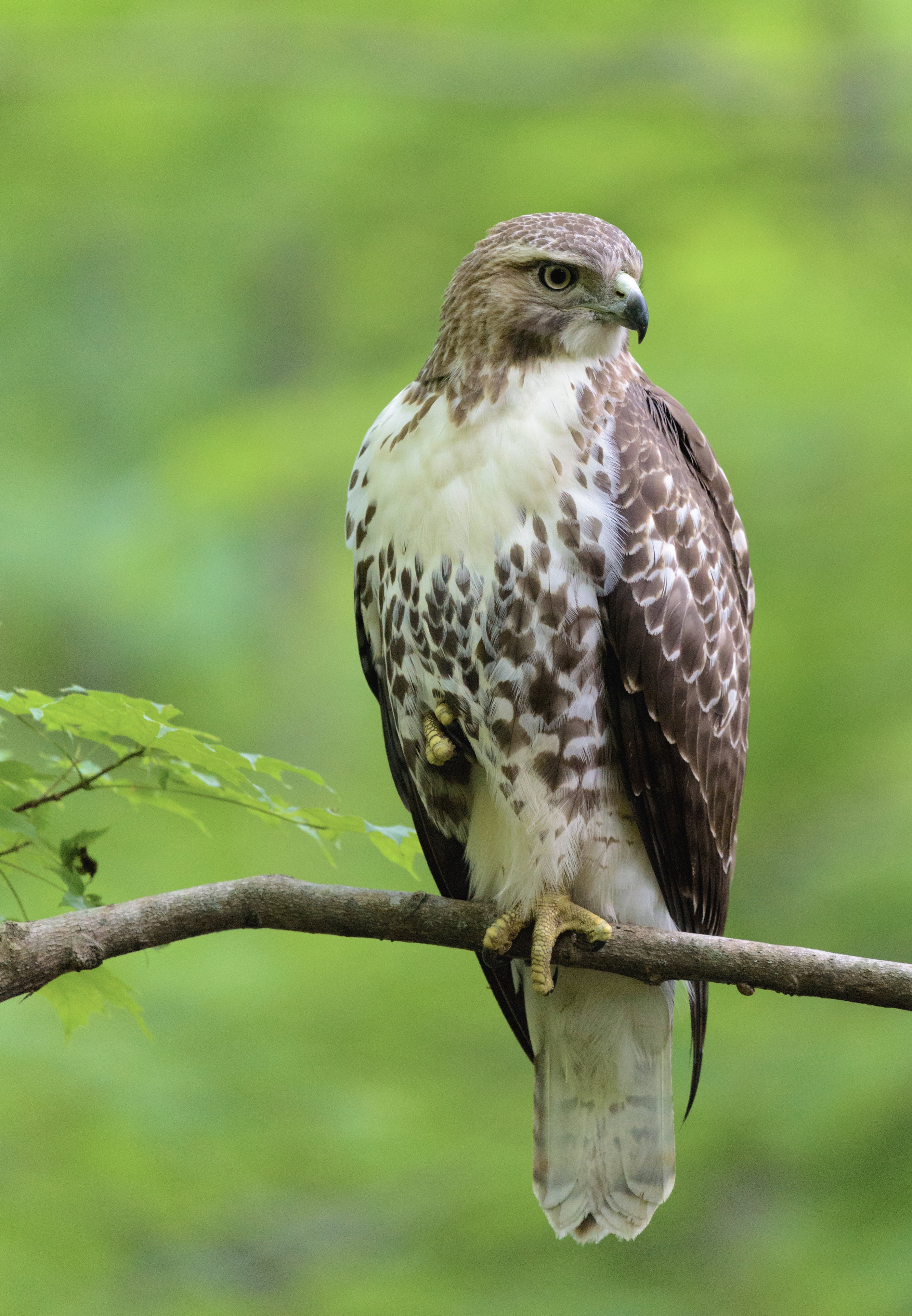 animals - flying /birds-hawk