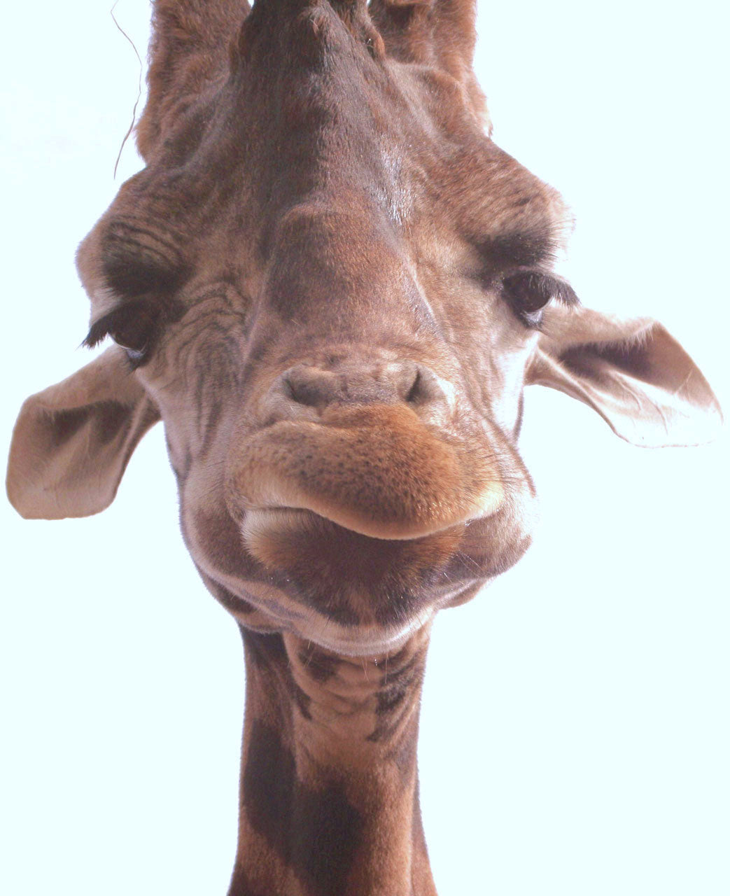 animals - wild / giraffes