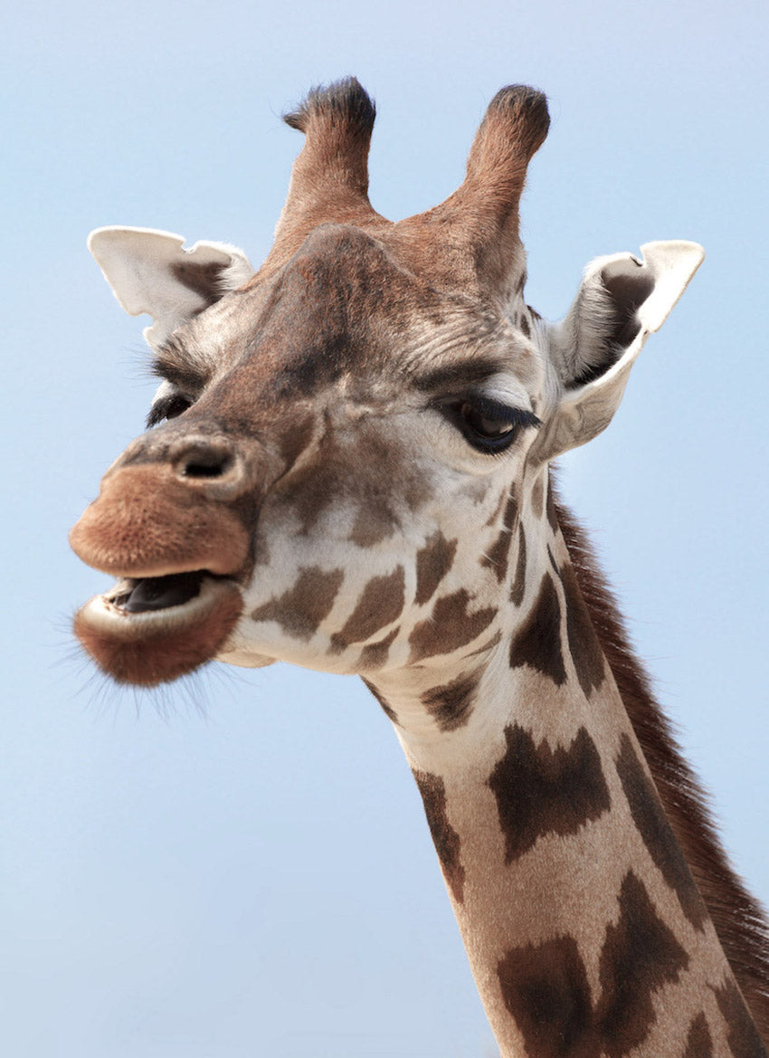 animals - wild / giraffes