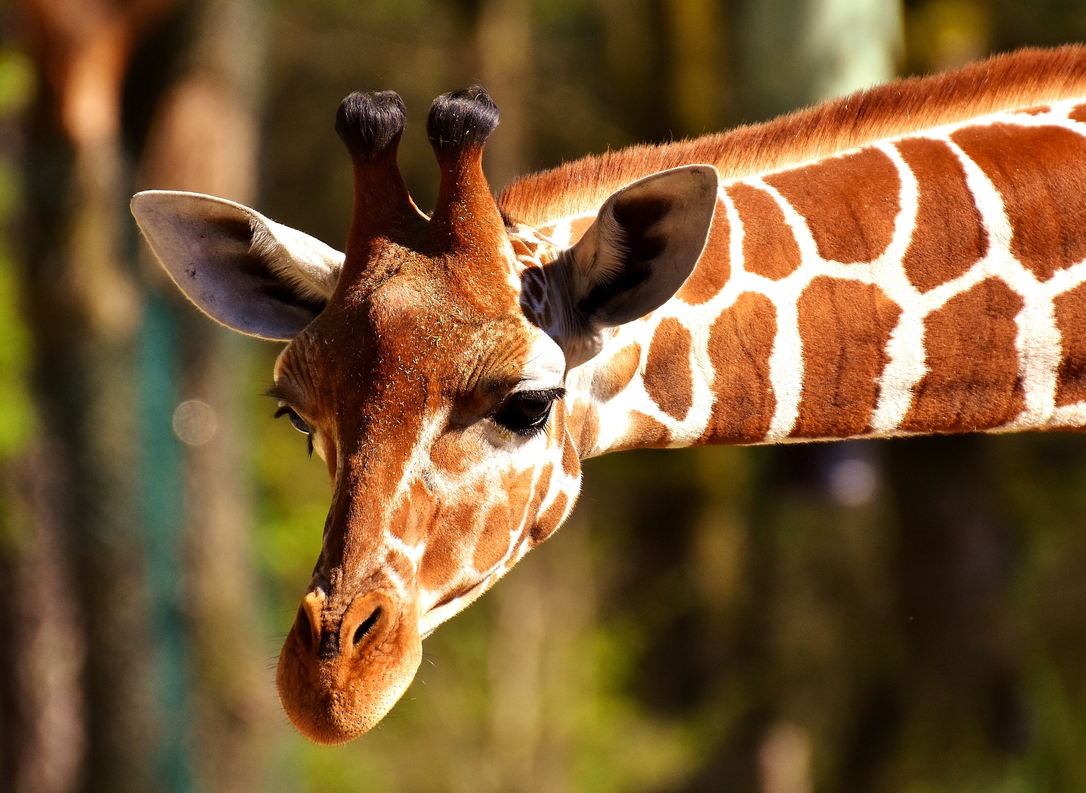 animals - wild / giraffes