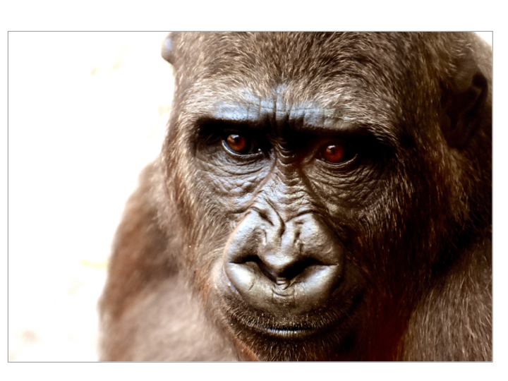 animals - wild / monkeys