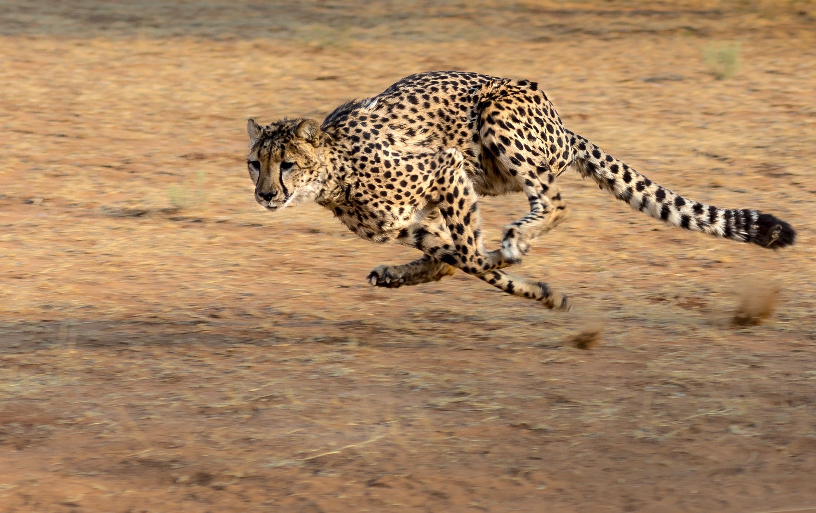 animals - wild / cheetahs