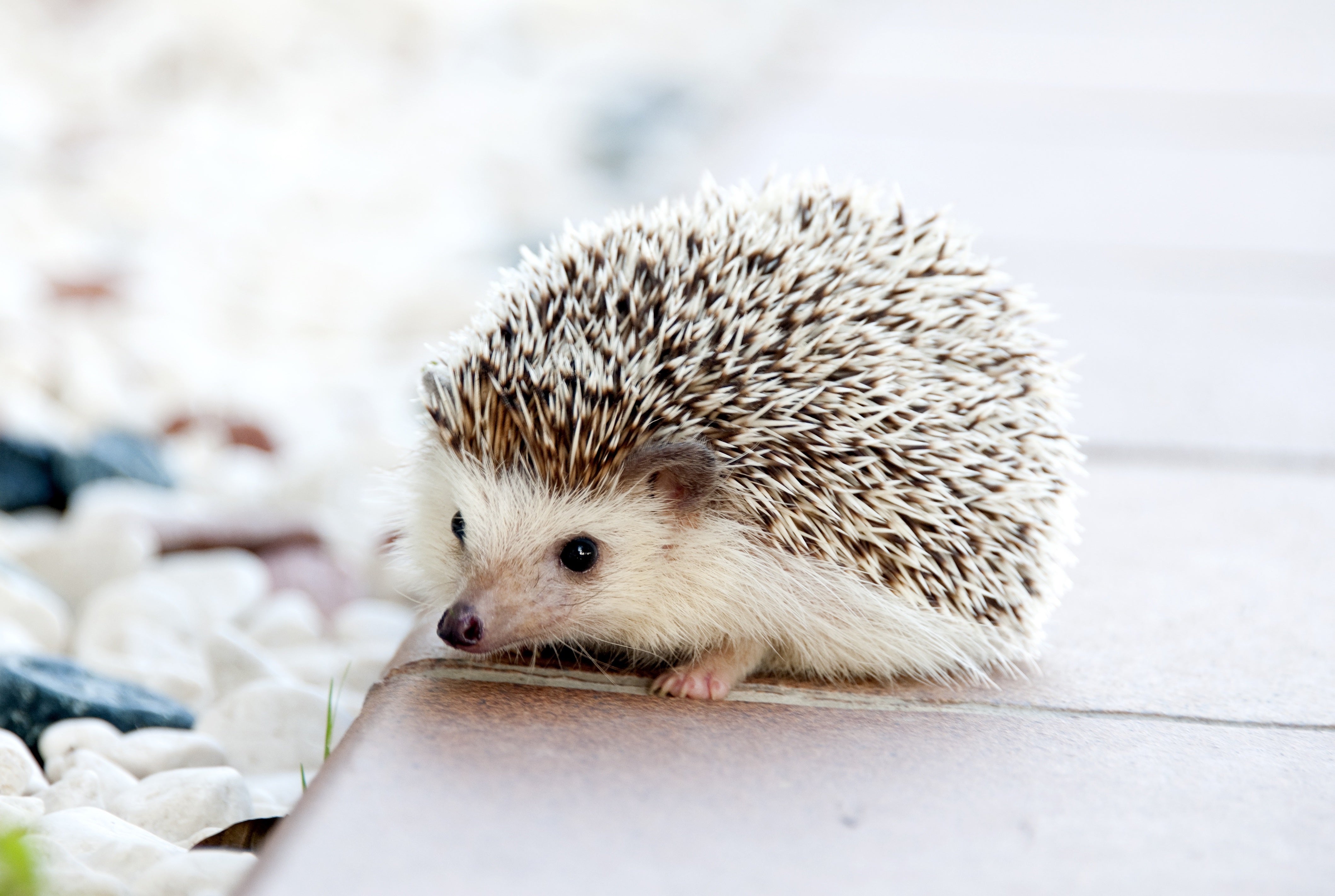 animals - wild / hedgehogs
