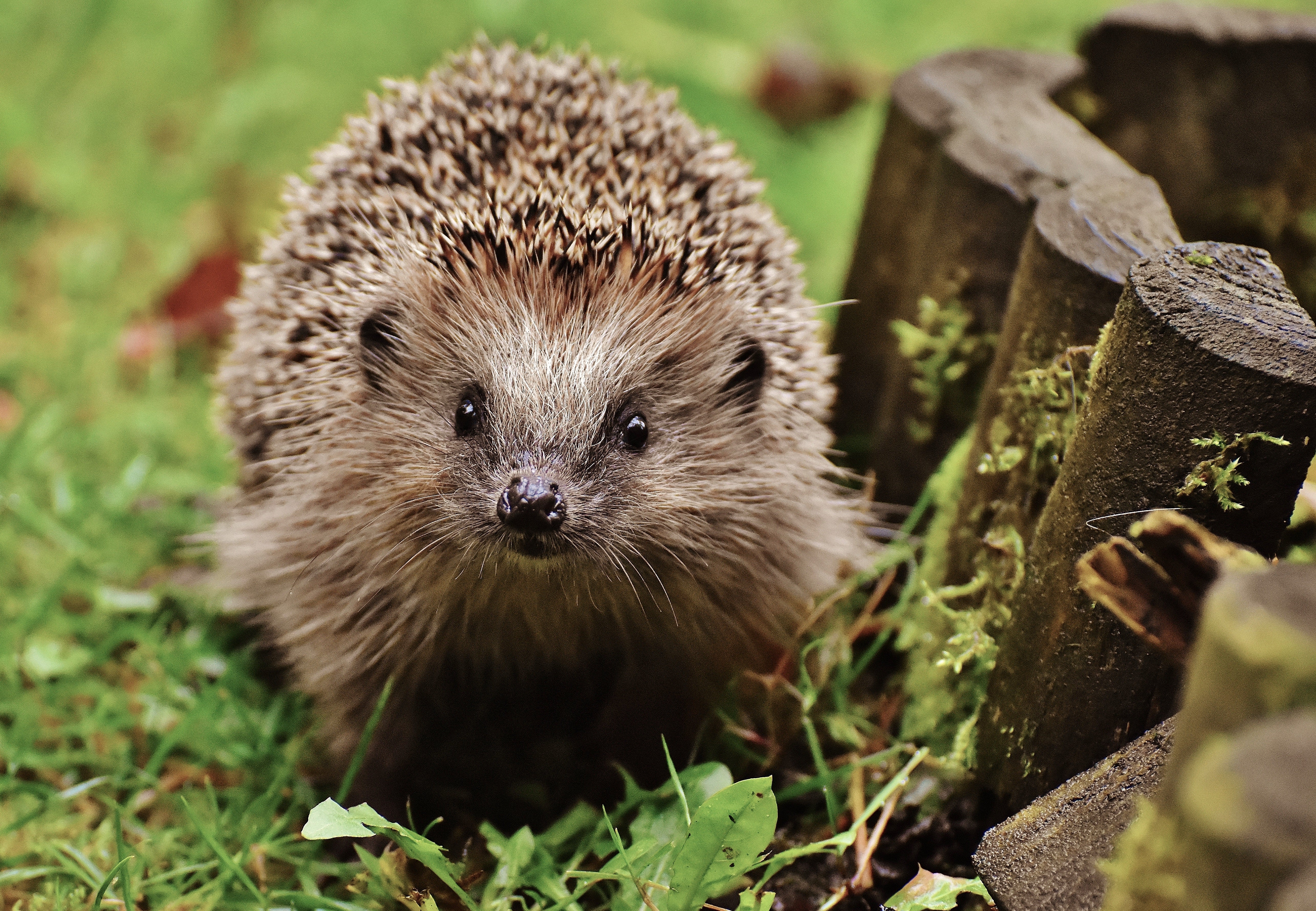 animals - wild / hedgehogs