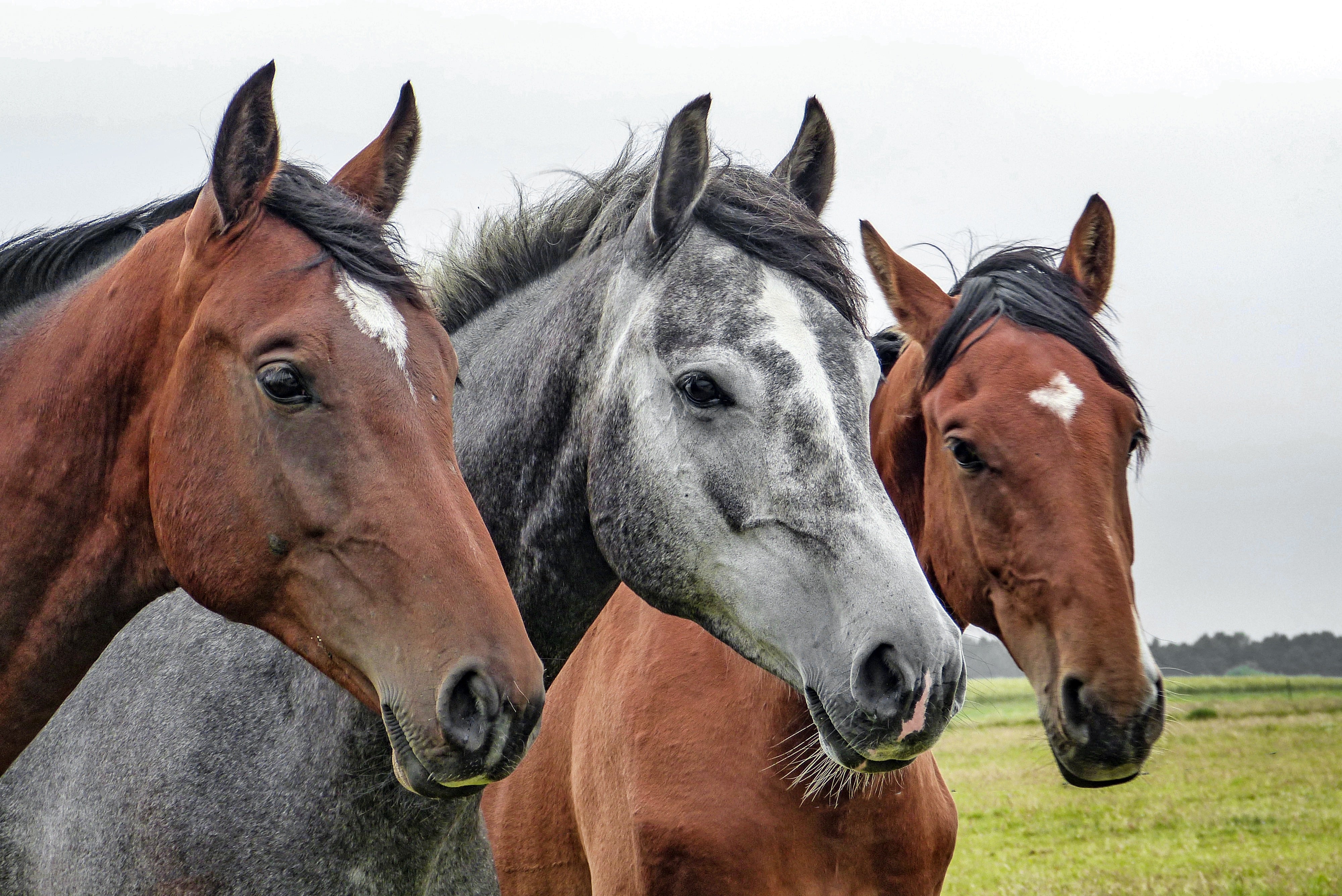 animals - horse