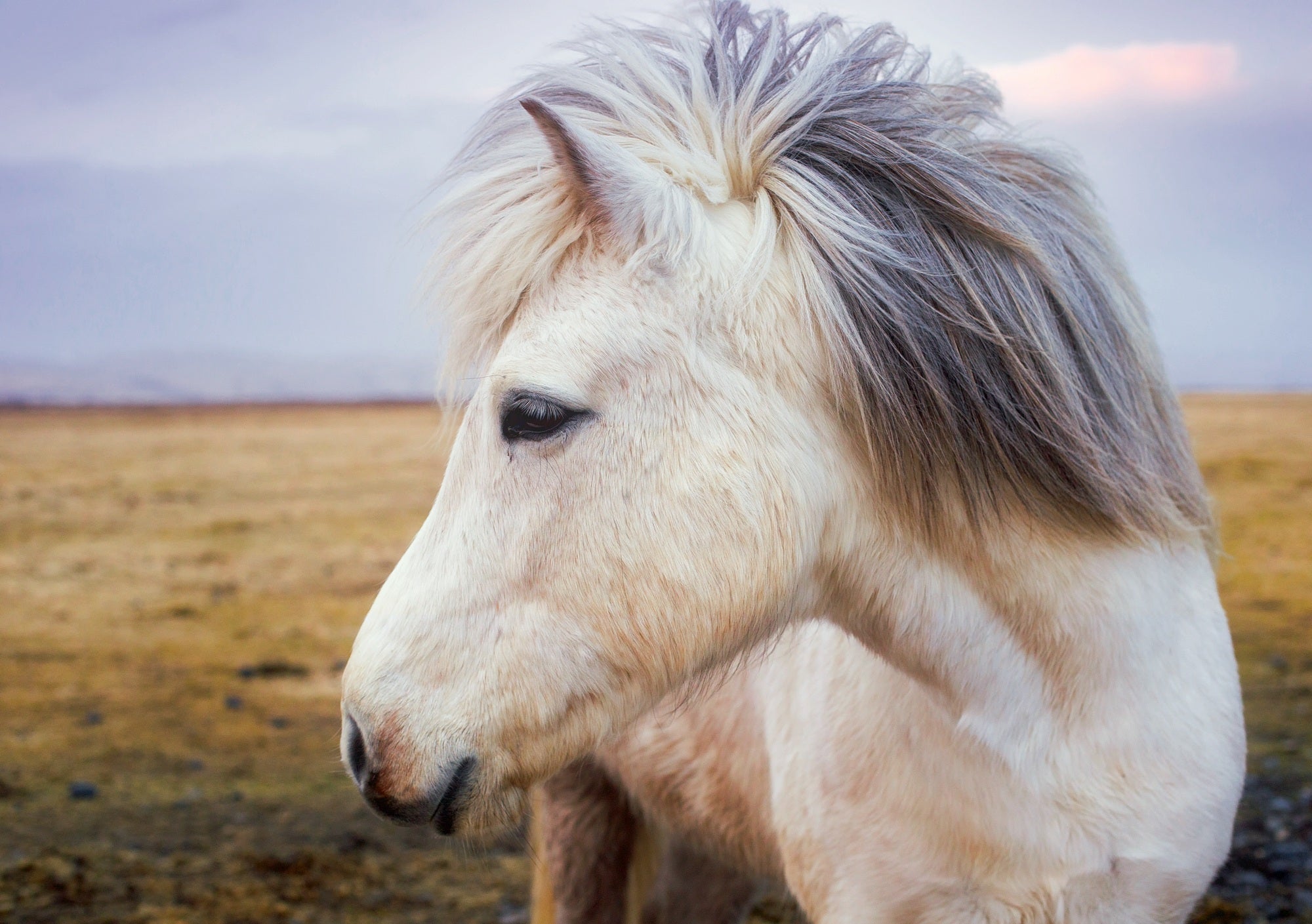 animals - horse