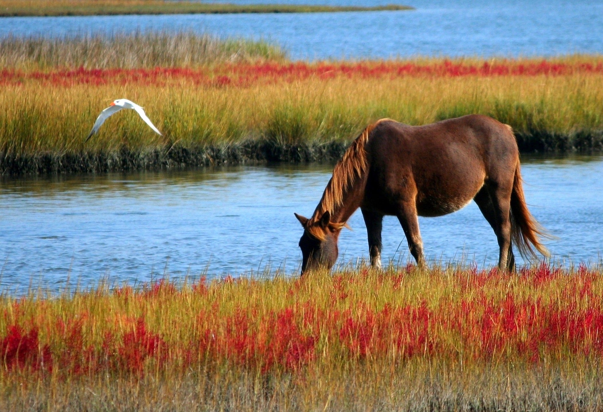 animals - horse