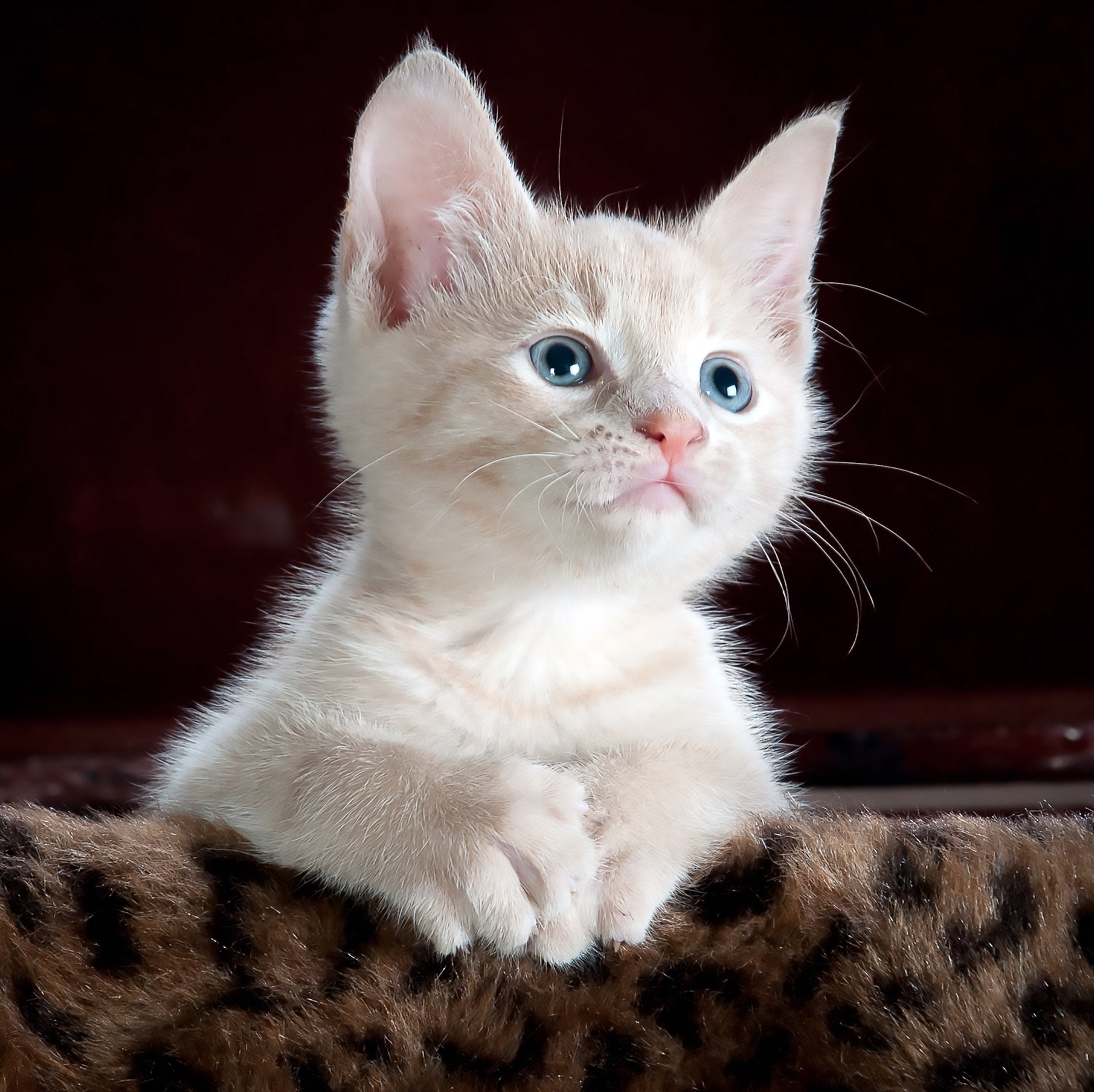 animaux - domestiques / chats-chatons