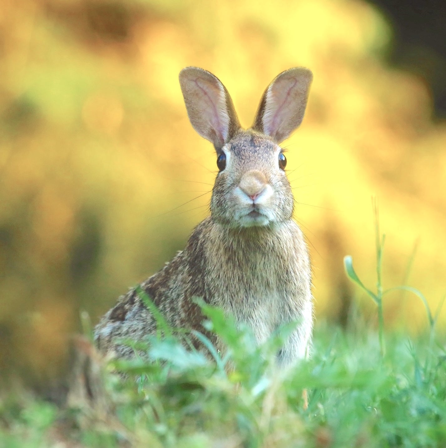 animals - wild / rabbits