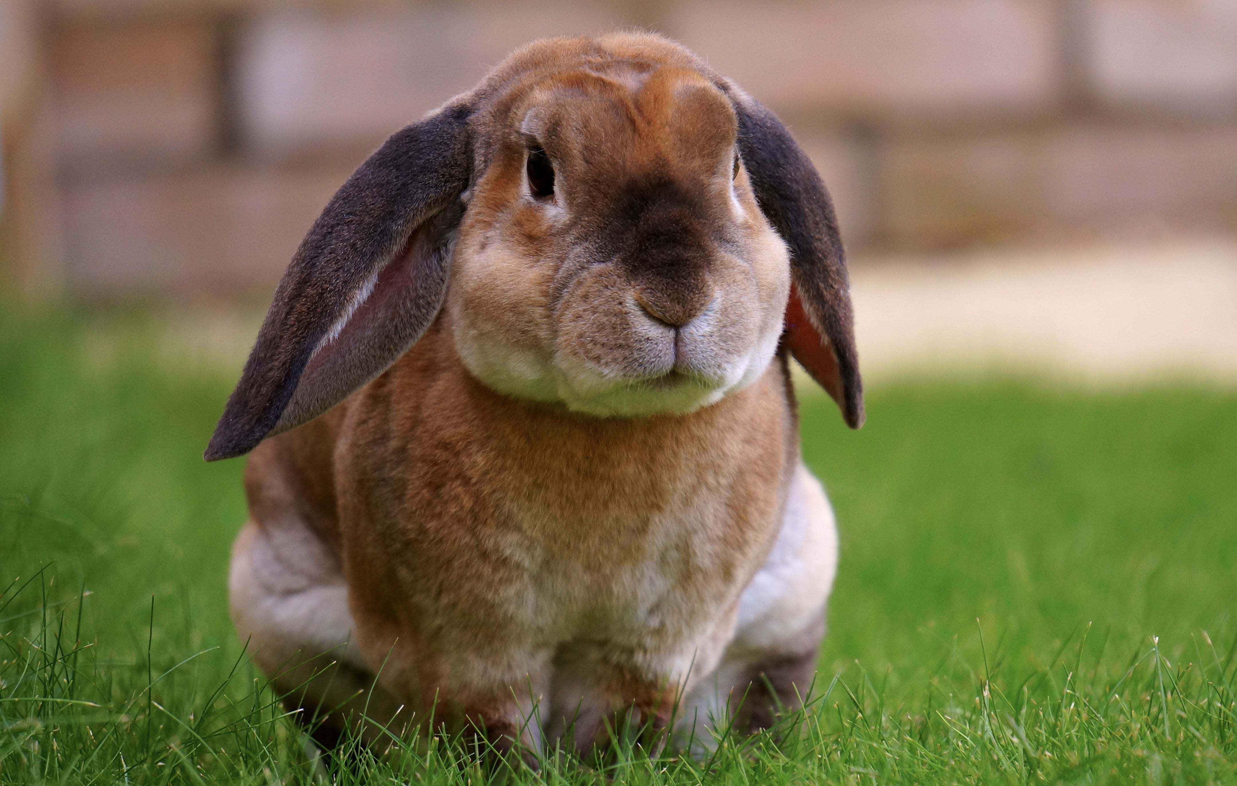 animals - wild / rabbits