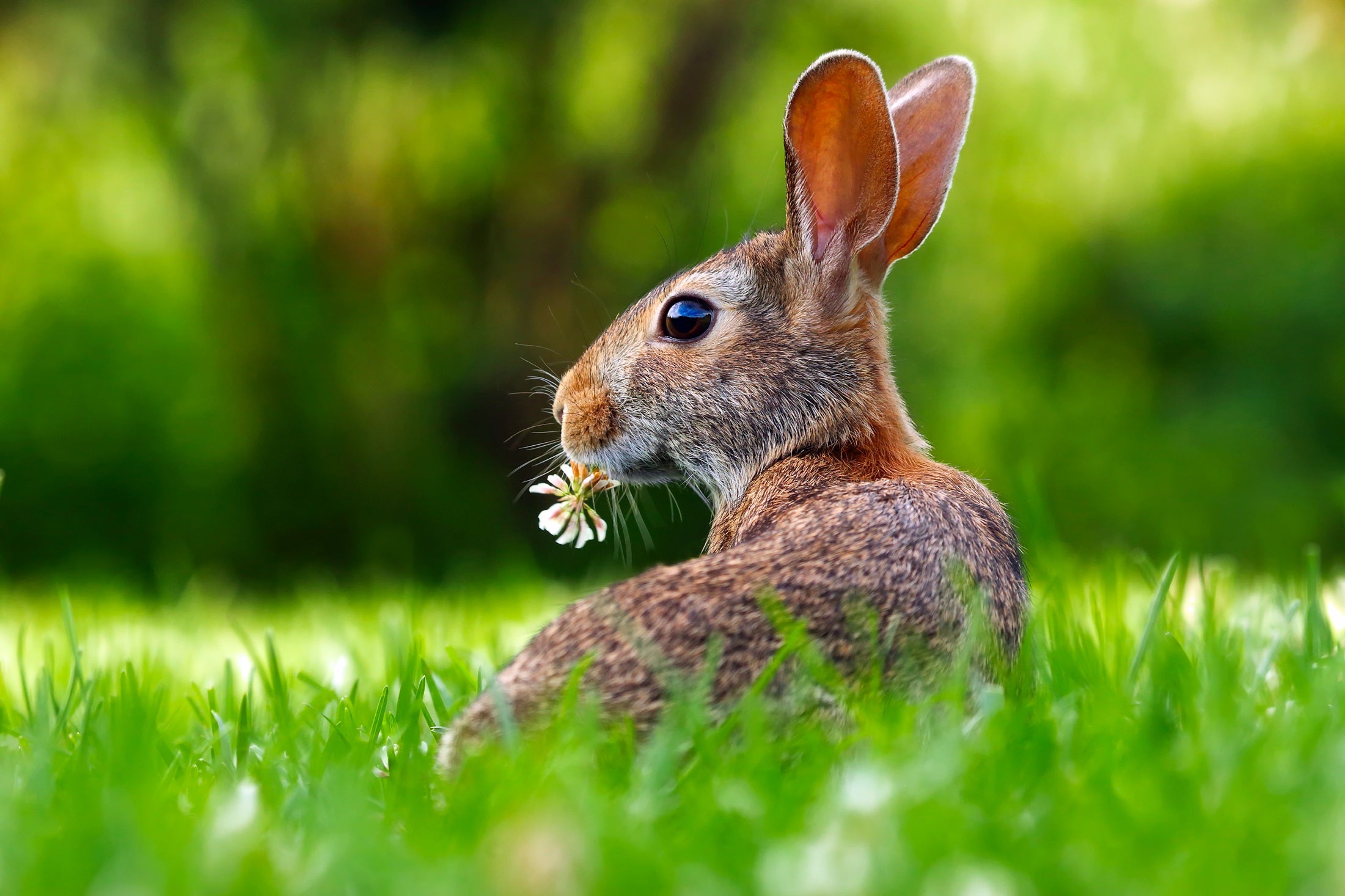 animals - wild / rabbits