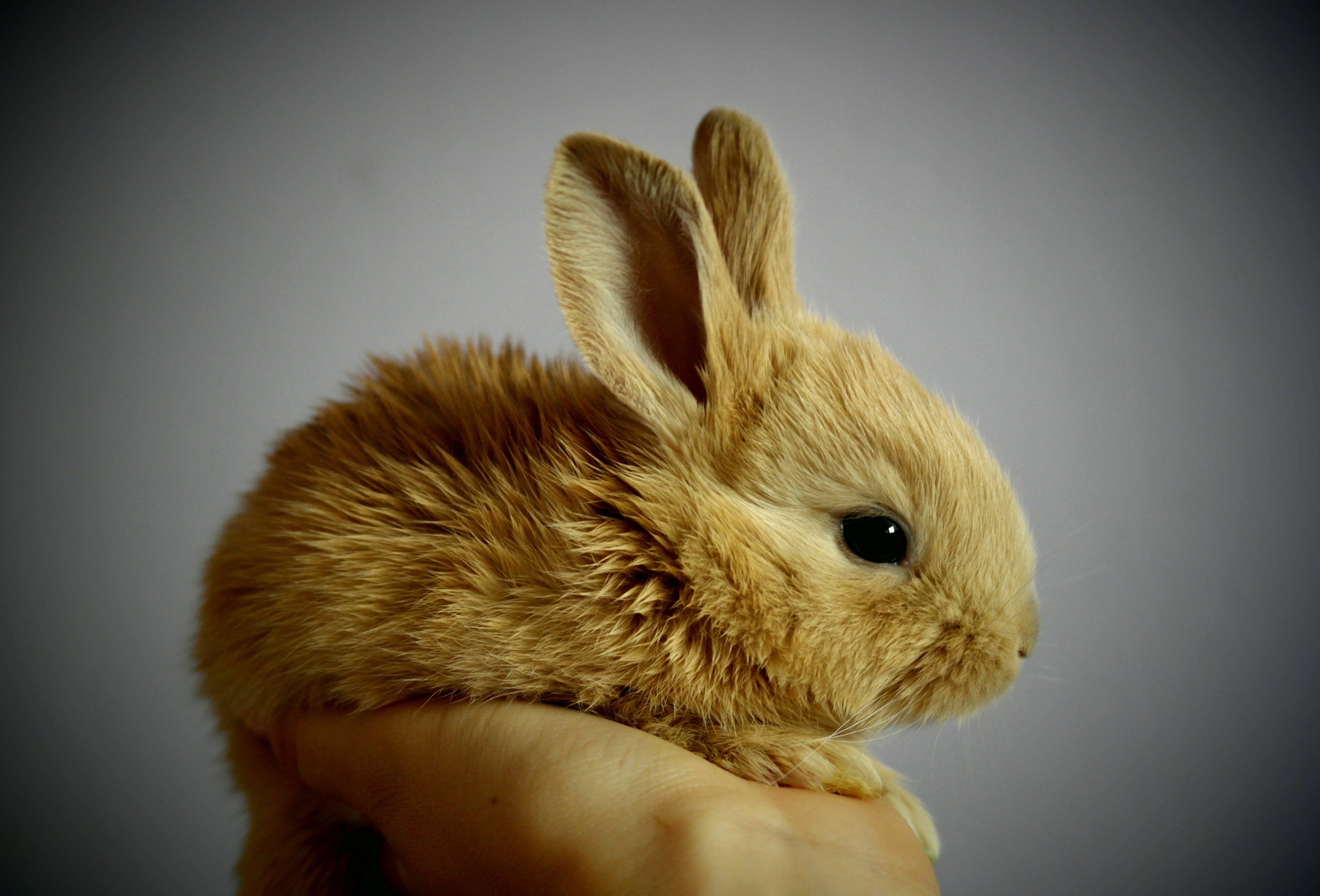 animals - wild / rabbits
