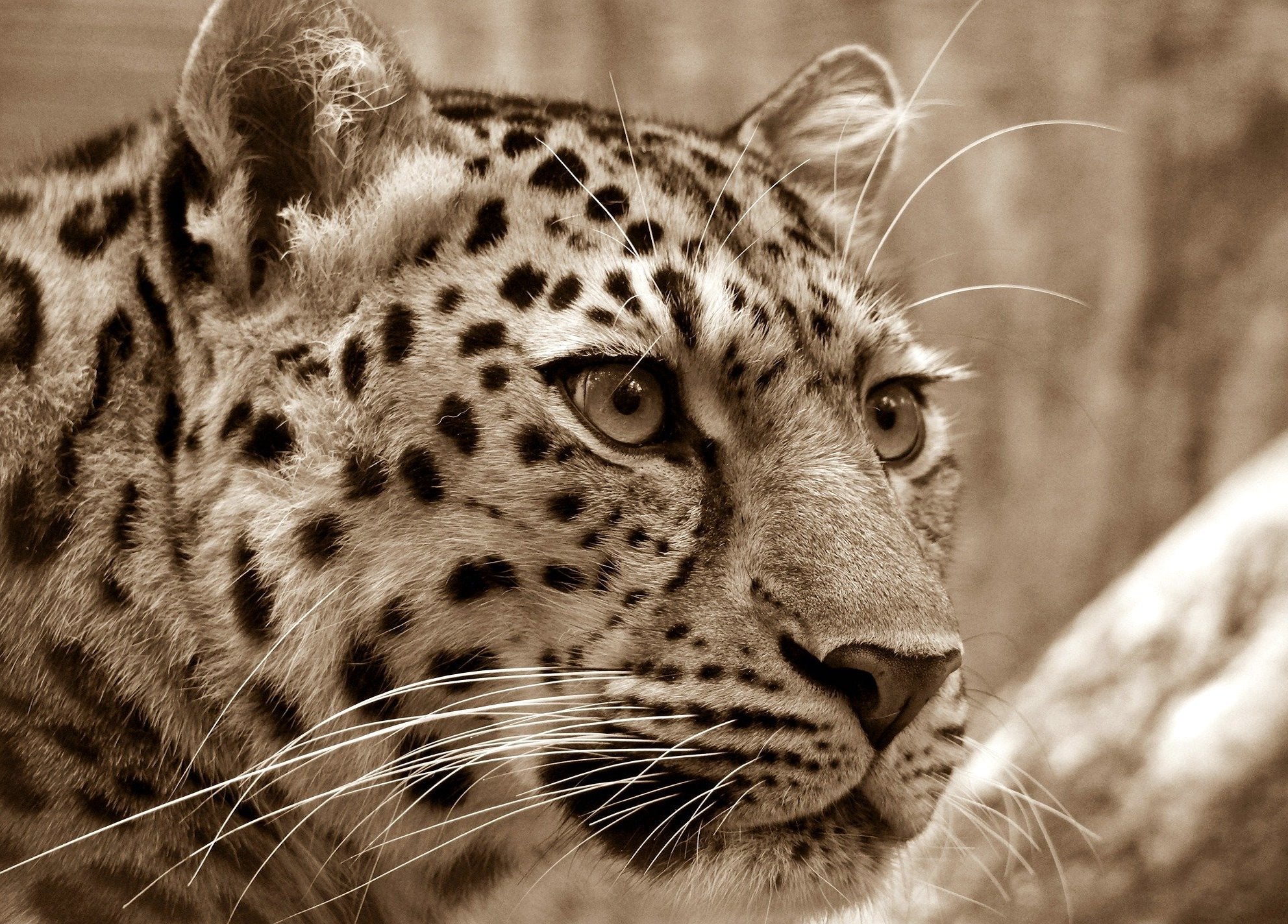 animals - wild / leopards