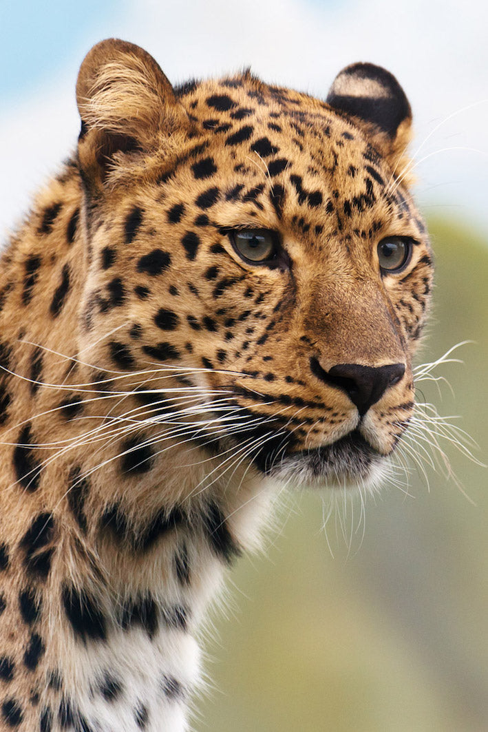 animals - wild / leopards