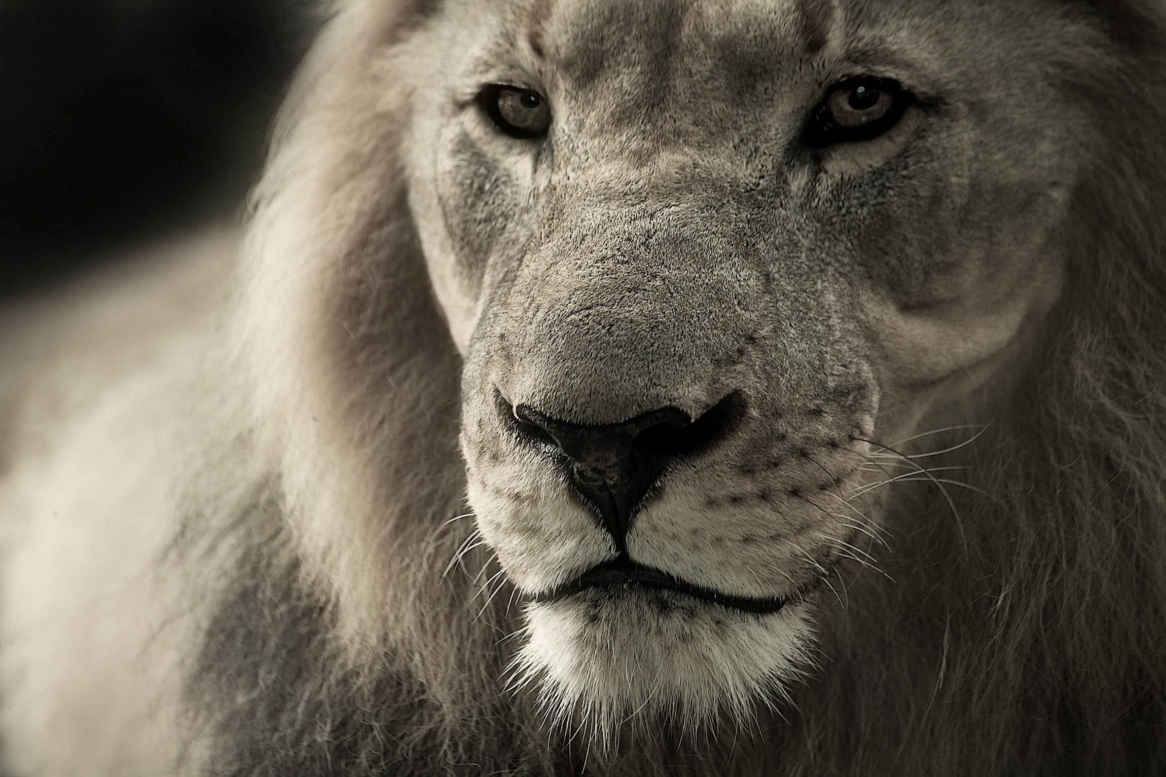 animals - wild / lions