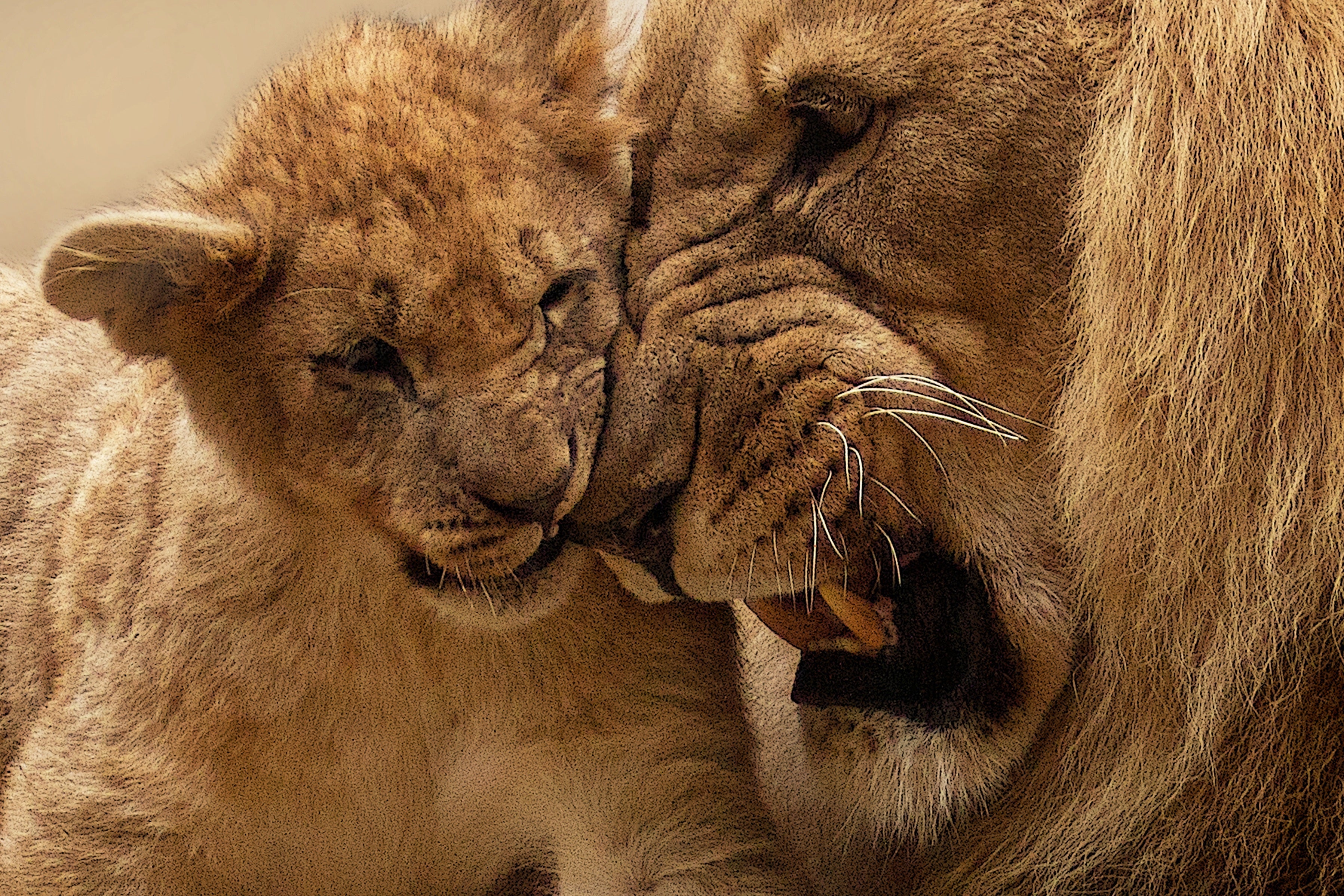animals - wild / lions