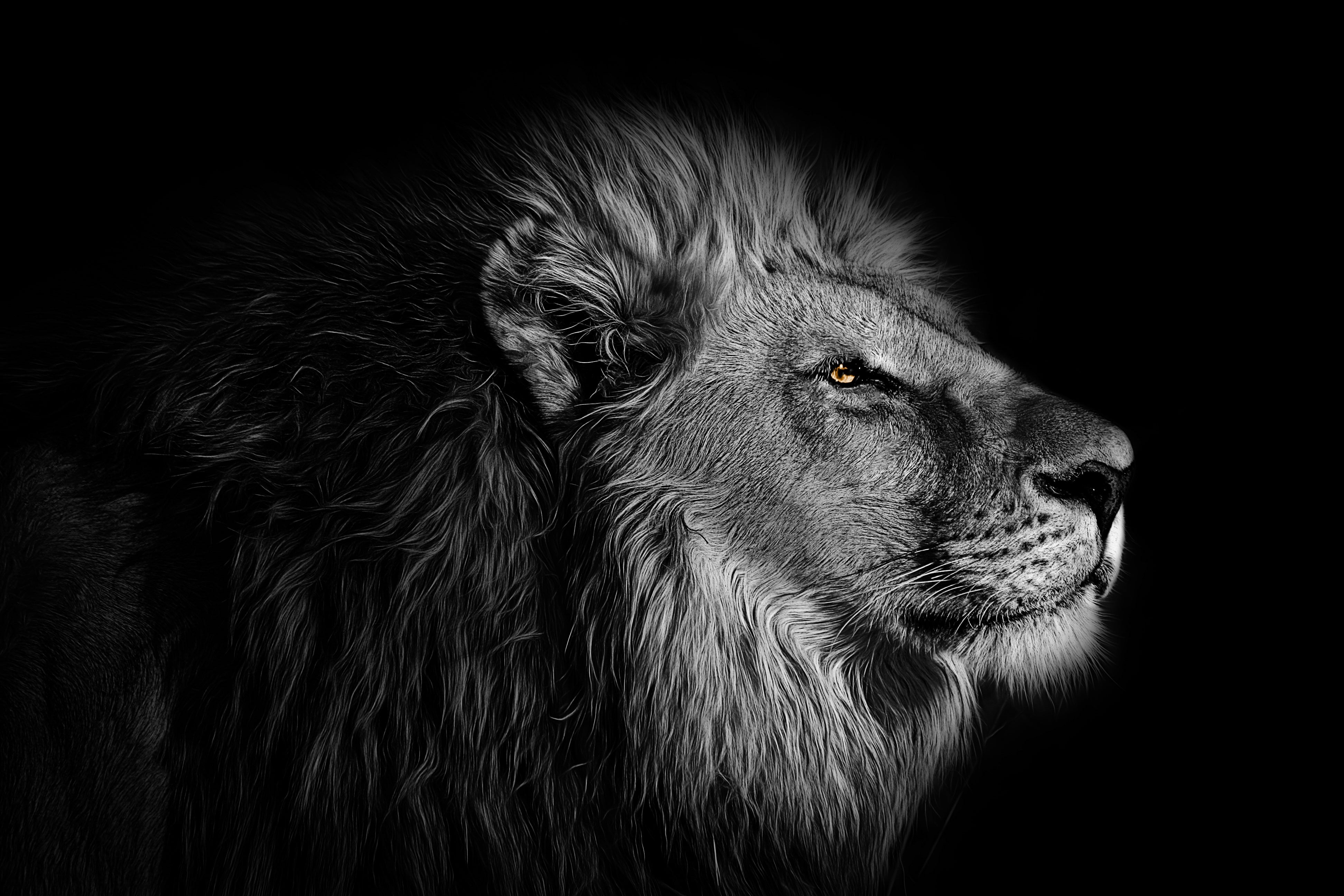 animals - wild / lions